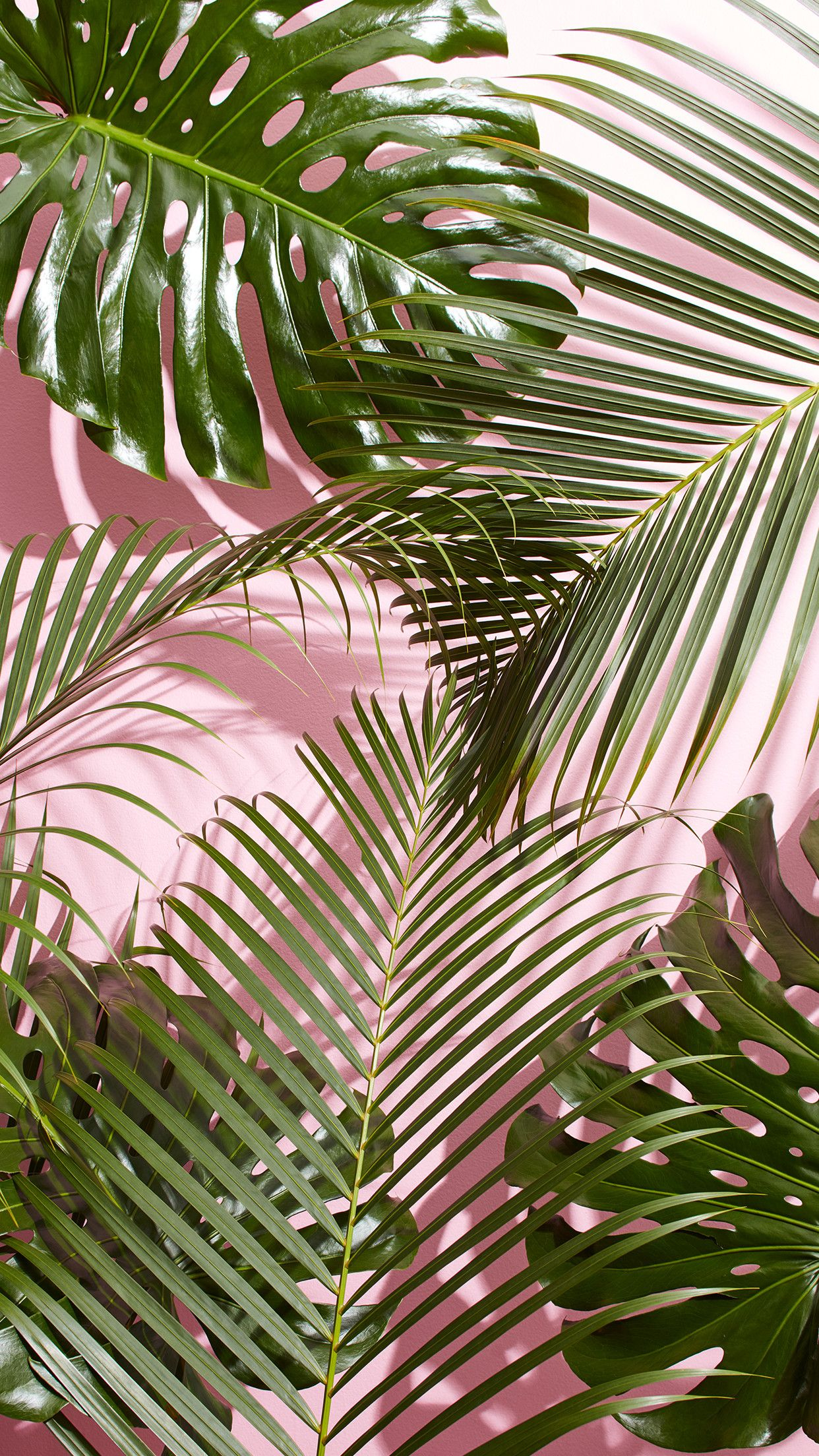 1242x2208 Palm Leaf Wallpapers