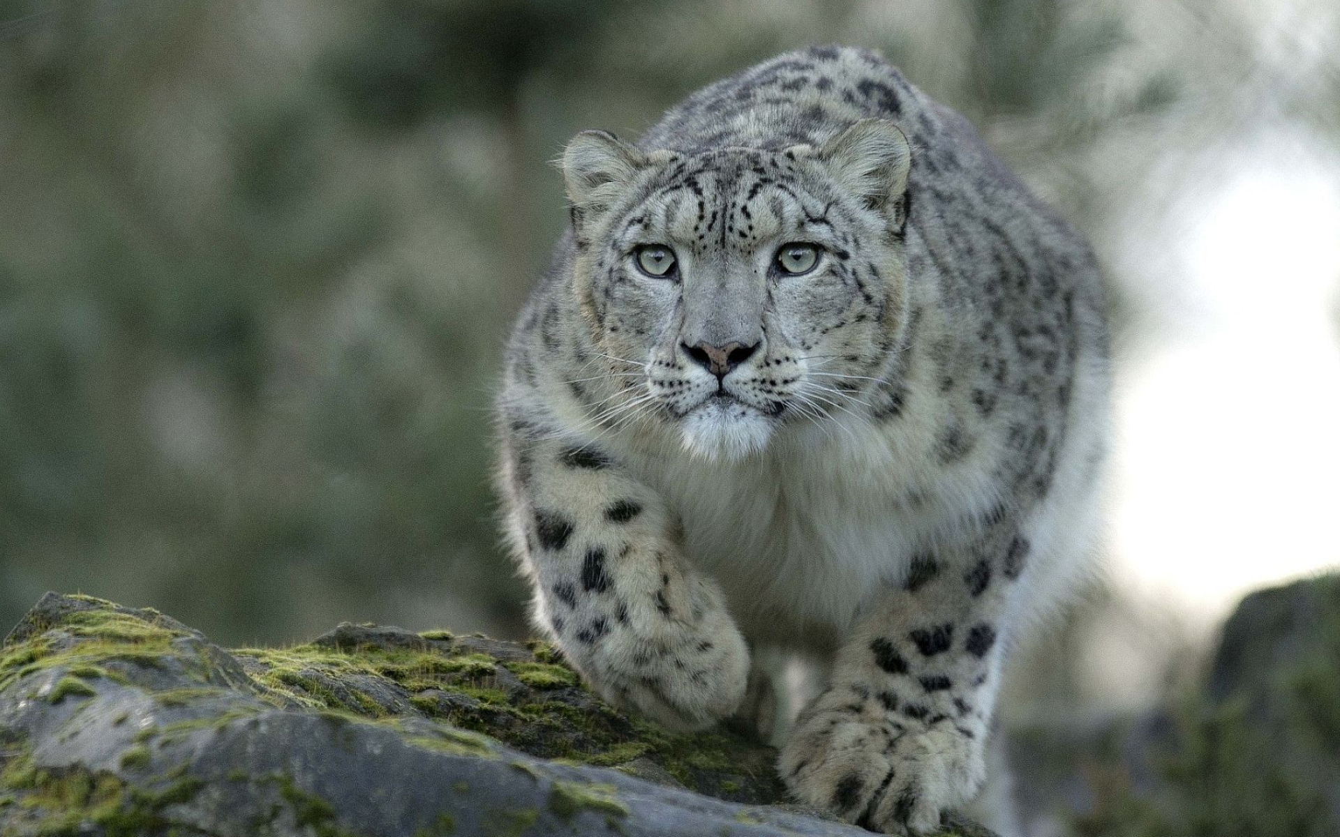 1920x1200 Snow Leopard Hd | Snow leopard, Snow leopard pictures, Leopard pictures