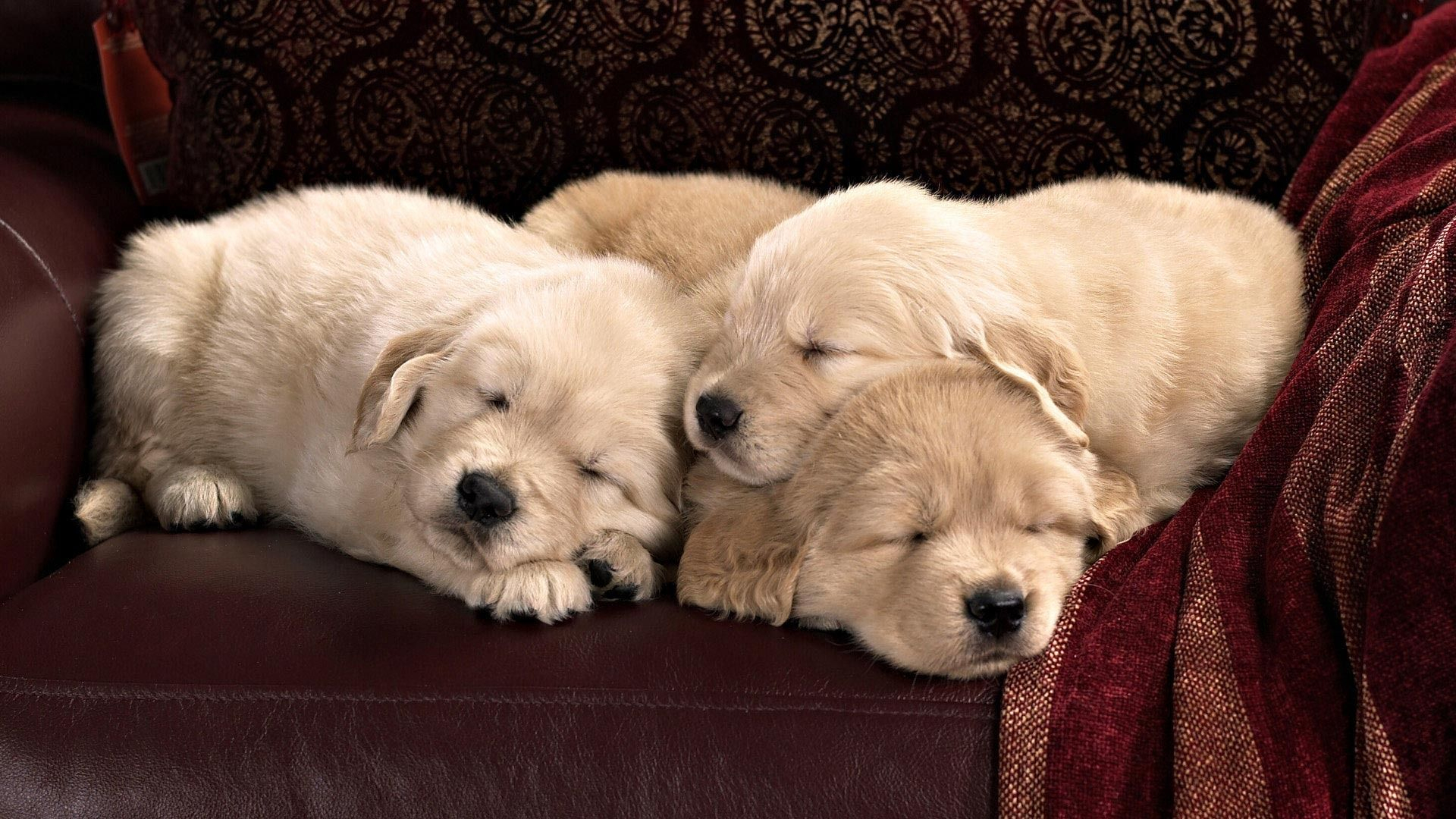 1920x1080 Sleeping Golden Retriever puppies wallpaper | Puppies, Dog images hd, Cute dogs