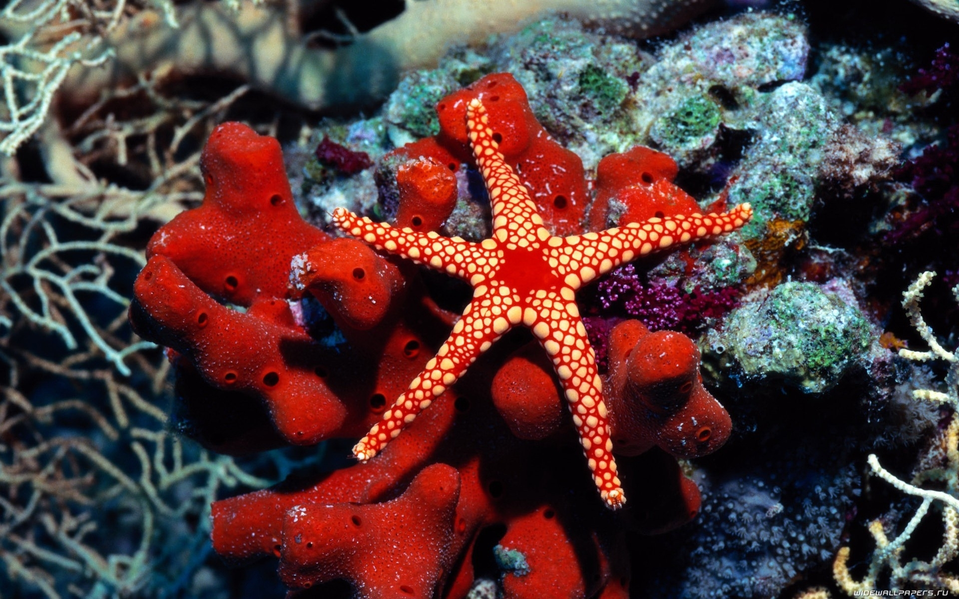 1920x1200 water, Fish, Underwater, Sea, Starfish Wallpapers HD / Desktop and Mobile Backgrounds
