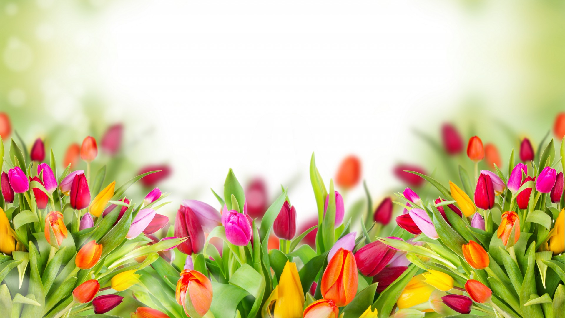 1920x1080 Download Wallpaper tulip bouquet spring bud, , Multicolored tulips