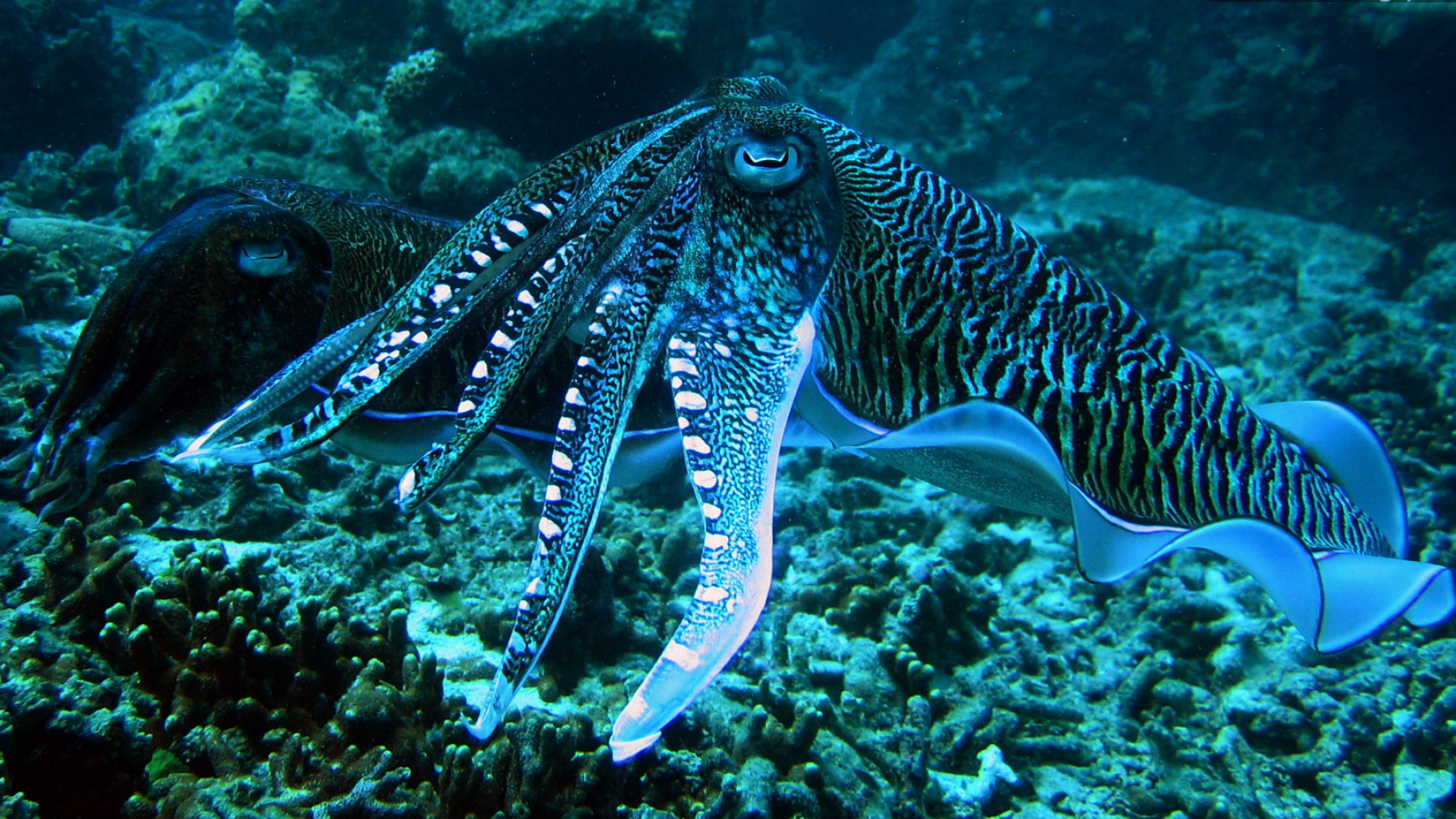 1920x1080 Underwater octopus squid ocean sea wallpaper | | 41055 |