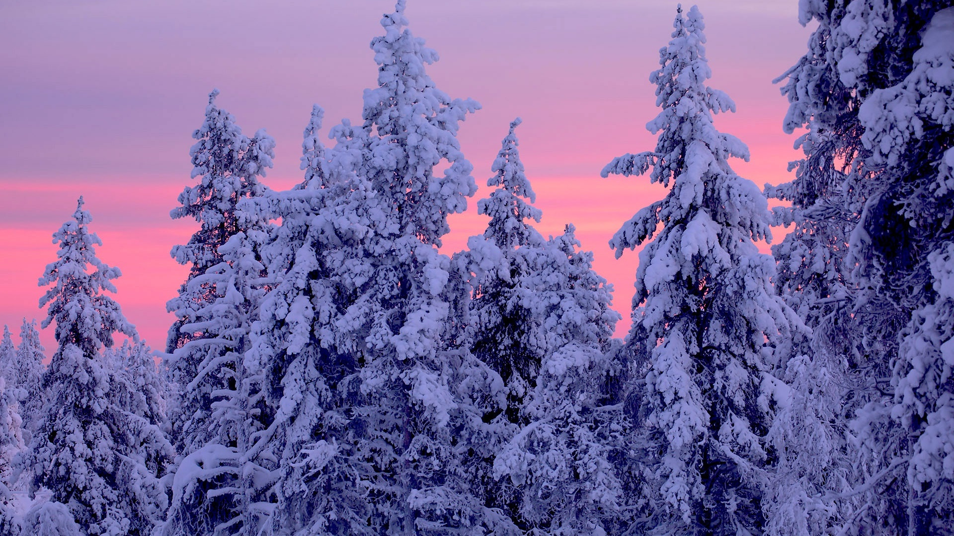 1920x1080 Pink Sunset over Snowy Winter Forest