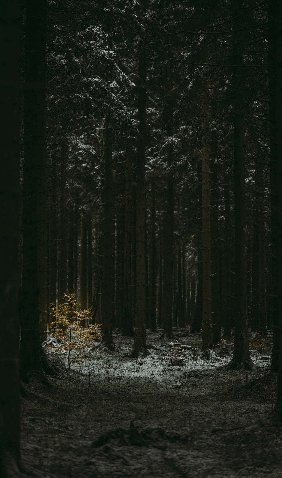 1134x1920 Download Slender Tree Trunks Dark Forest Wallpaper