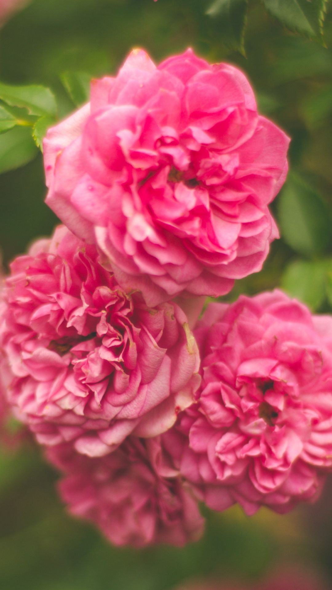 1080x1920 Rose Pink Flower Bush #iPhone #6 #plus #wallpaper | Flowers, Pink flowers, Pink wallpaper