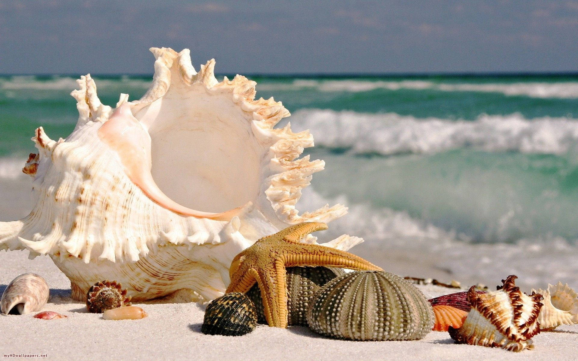 1920x1200 Download Summer Season Sea Shells Wallpaper