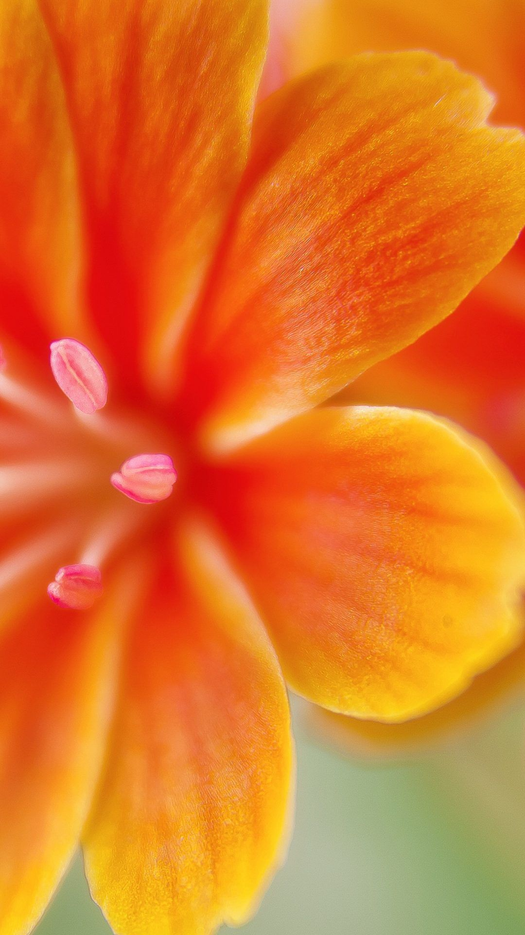 1080x1920 Orange Flower iPhone Wallpapers