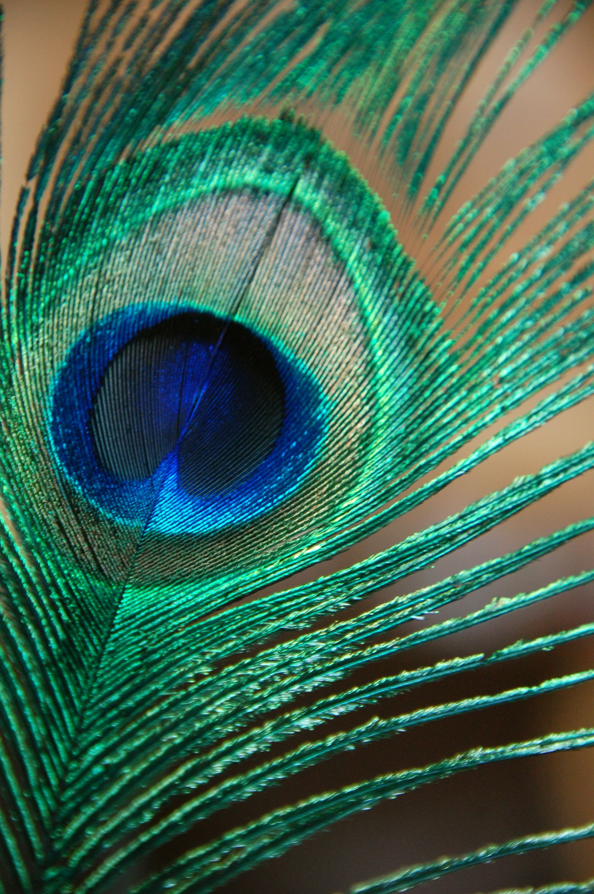 2000x3008 Peacock Feather | Peacock feather art, Peacock wall art, Peacock images