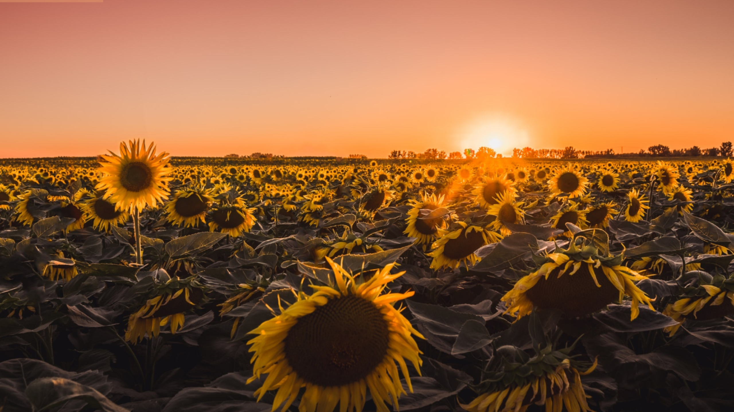 2560x1440 KDE Plasma Bed of Sunflowers Wallpaper