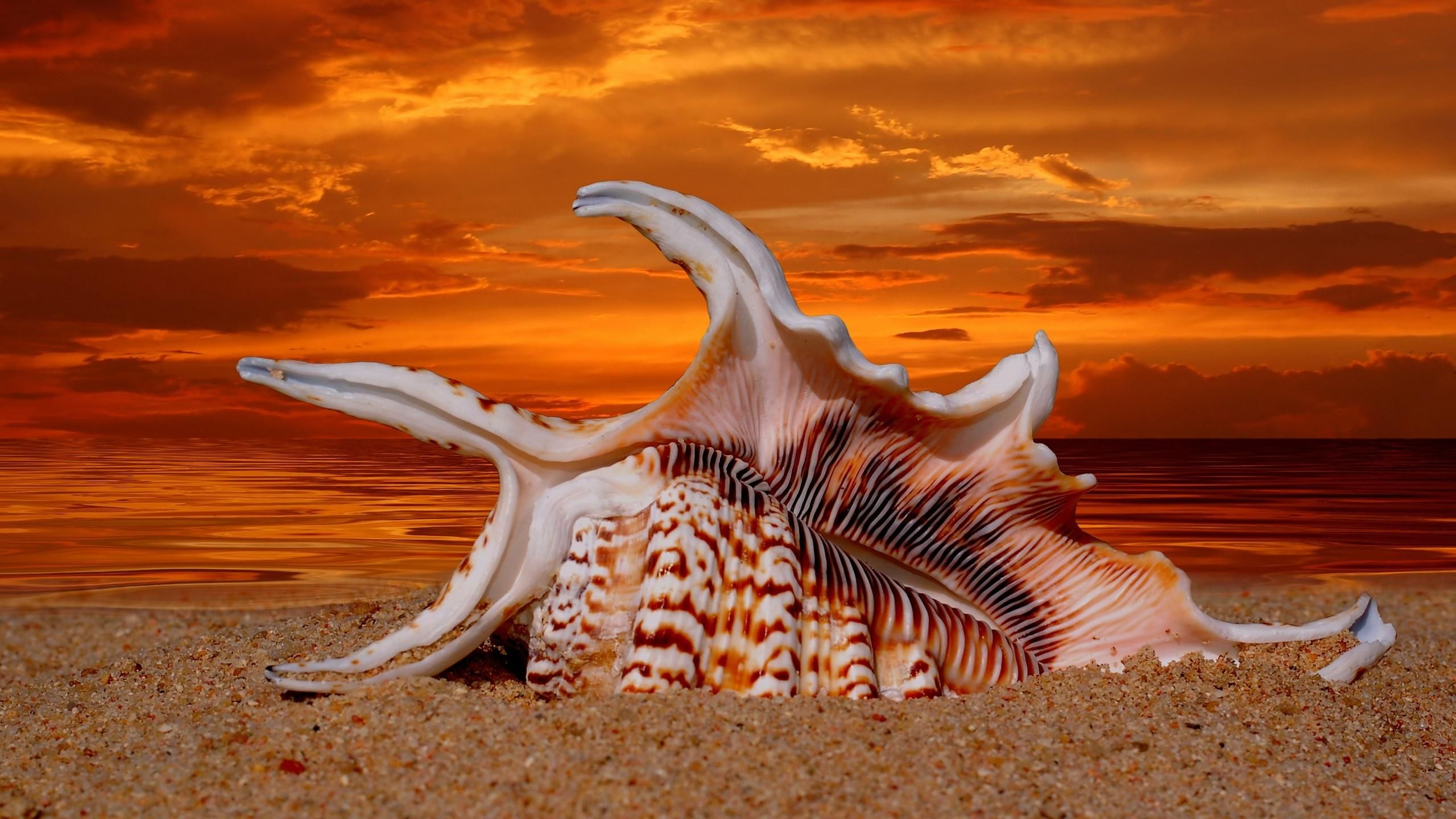 2560x1440 Shells in the sunset wallpaper | Wallpaper Wide HD | Sea shells, Shell beach, Beach wallpaper