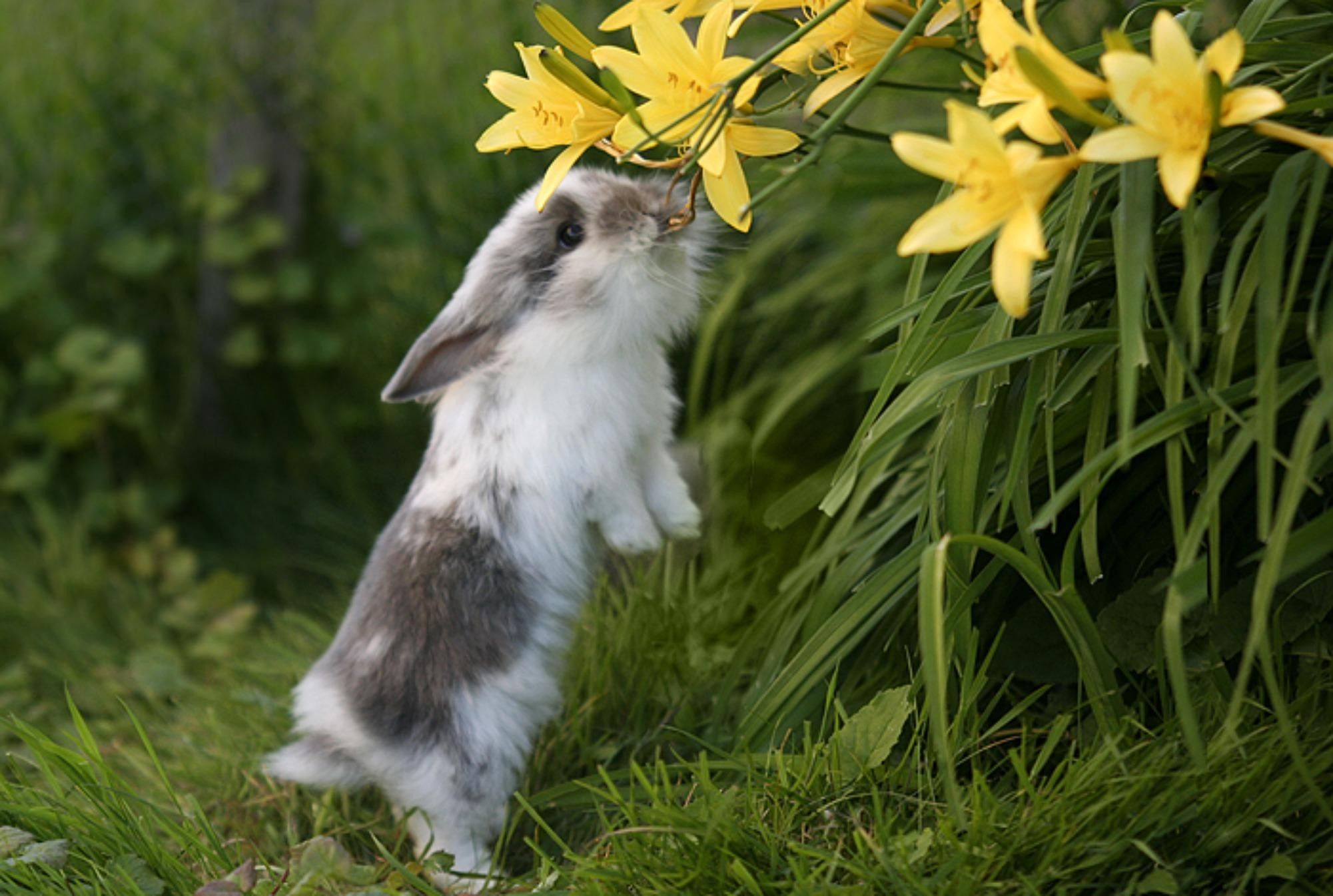 2001x1346 Spring Animals Wallpapers Top Free Spring Animals Backgrounds