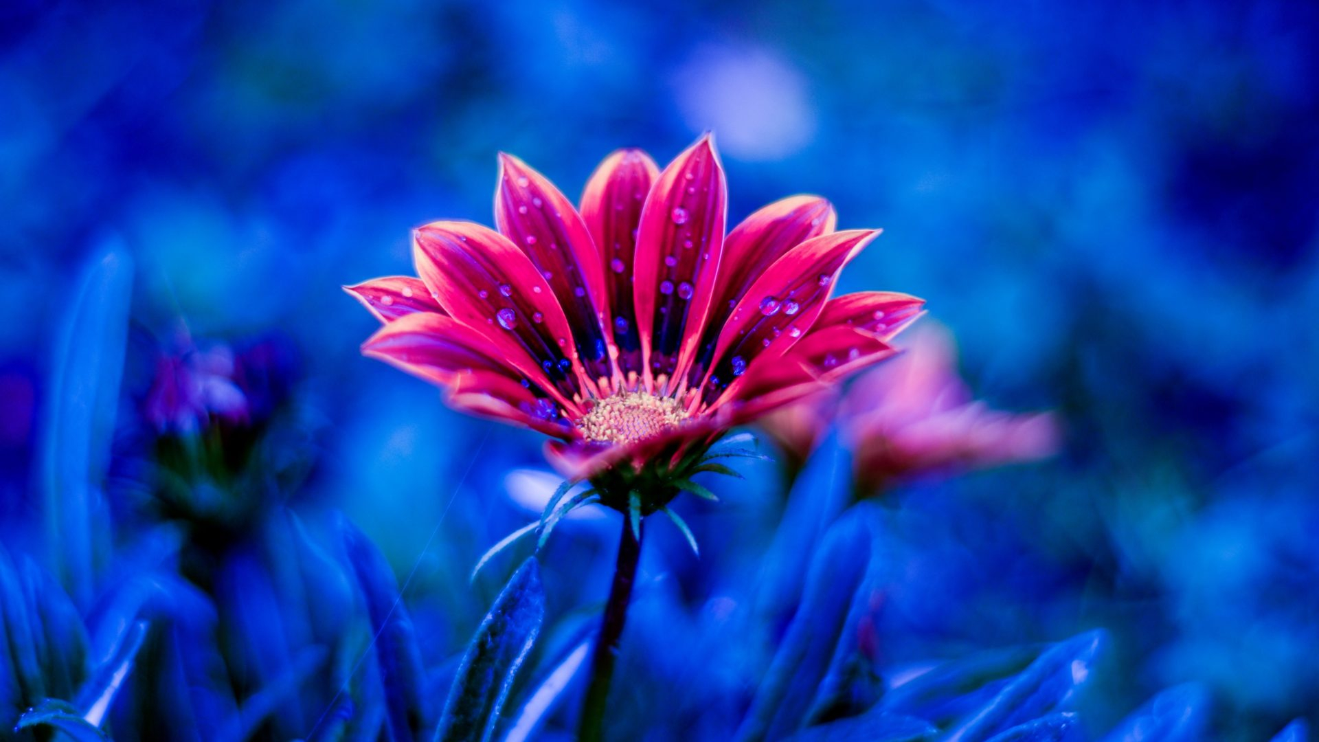 1920x1080 Beautiful Flower Red Flowers Dew Petals Blue Background KDE Store