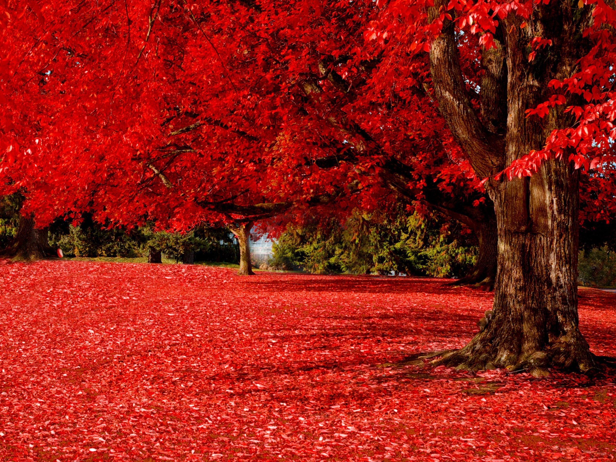 2560x1920 Beautiful Red Desktop Wallpapers Top Free Beautiful Red Desktop Backgrounds