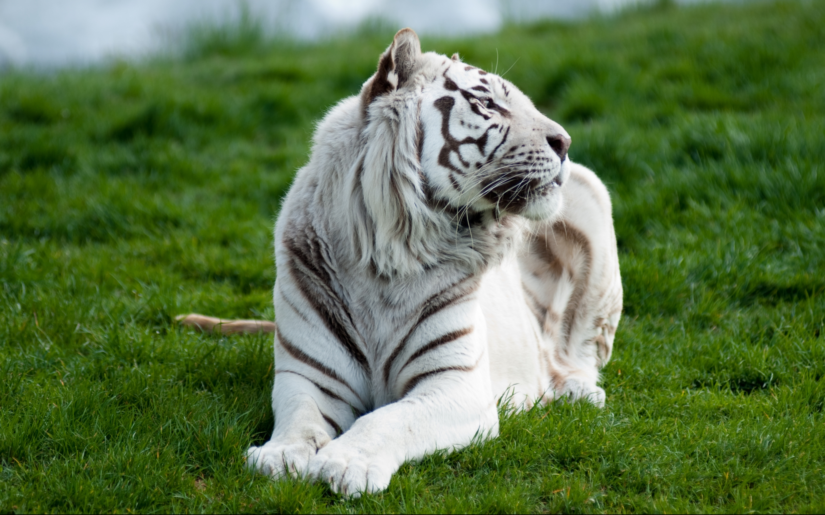 2880x1800 White tiger MacBook Pro Wallpaper Download