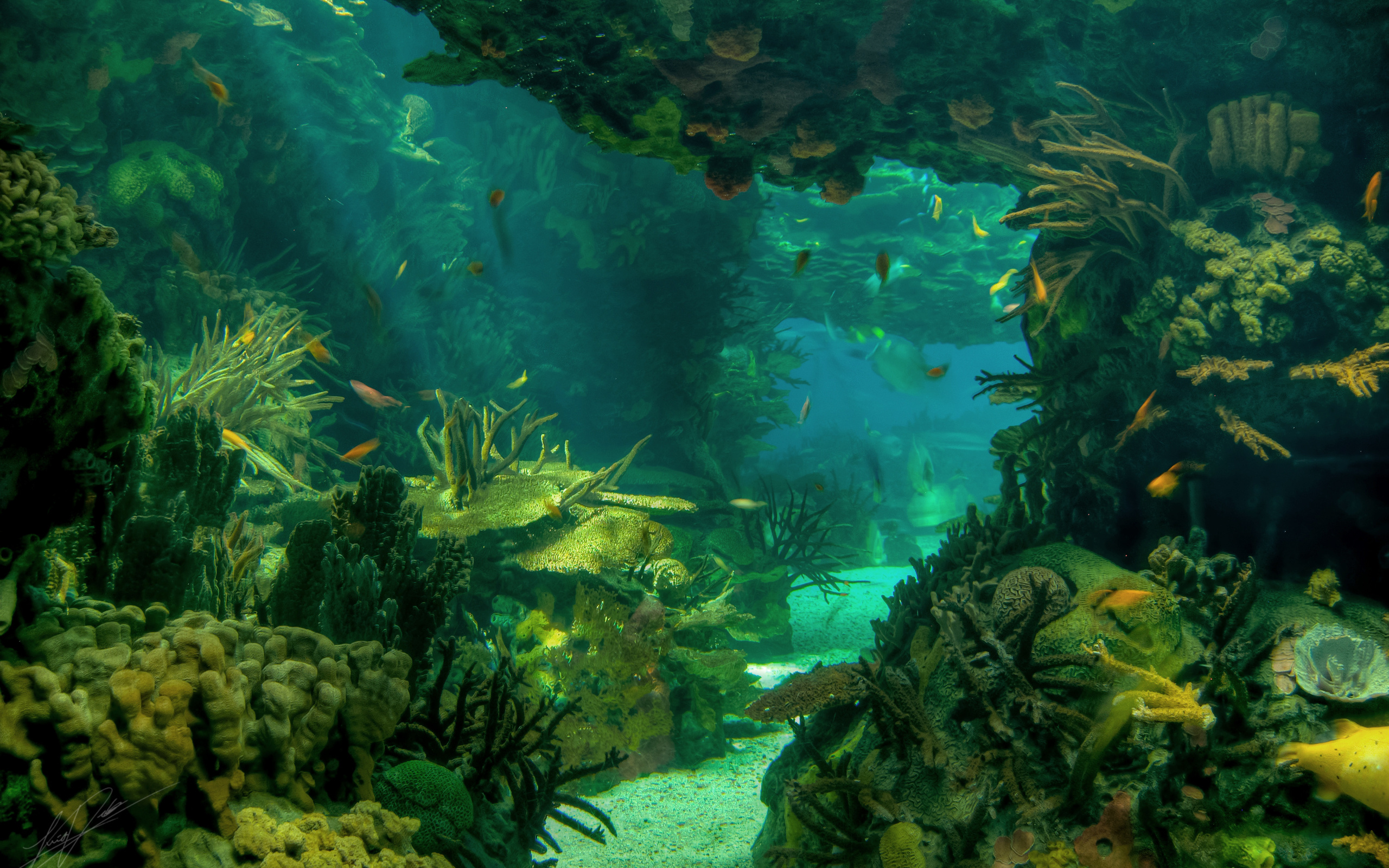 2560x1600 Sea seabed landscape underwater ocean fish wallpaper | | 89266 |