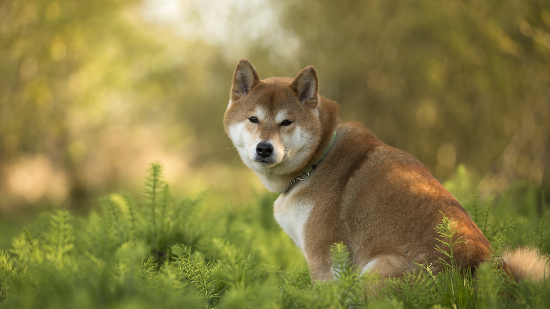 1920x1080 90+ Shiba Inu HD Wallpapers and Backgrounds