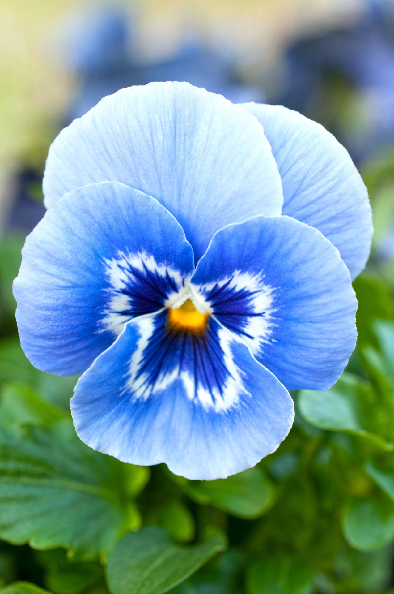 1275x1920 Download Two Shades Of Blue Single Pansy Wallpaper