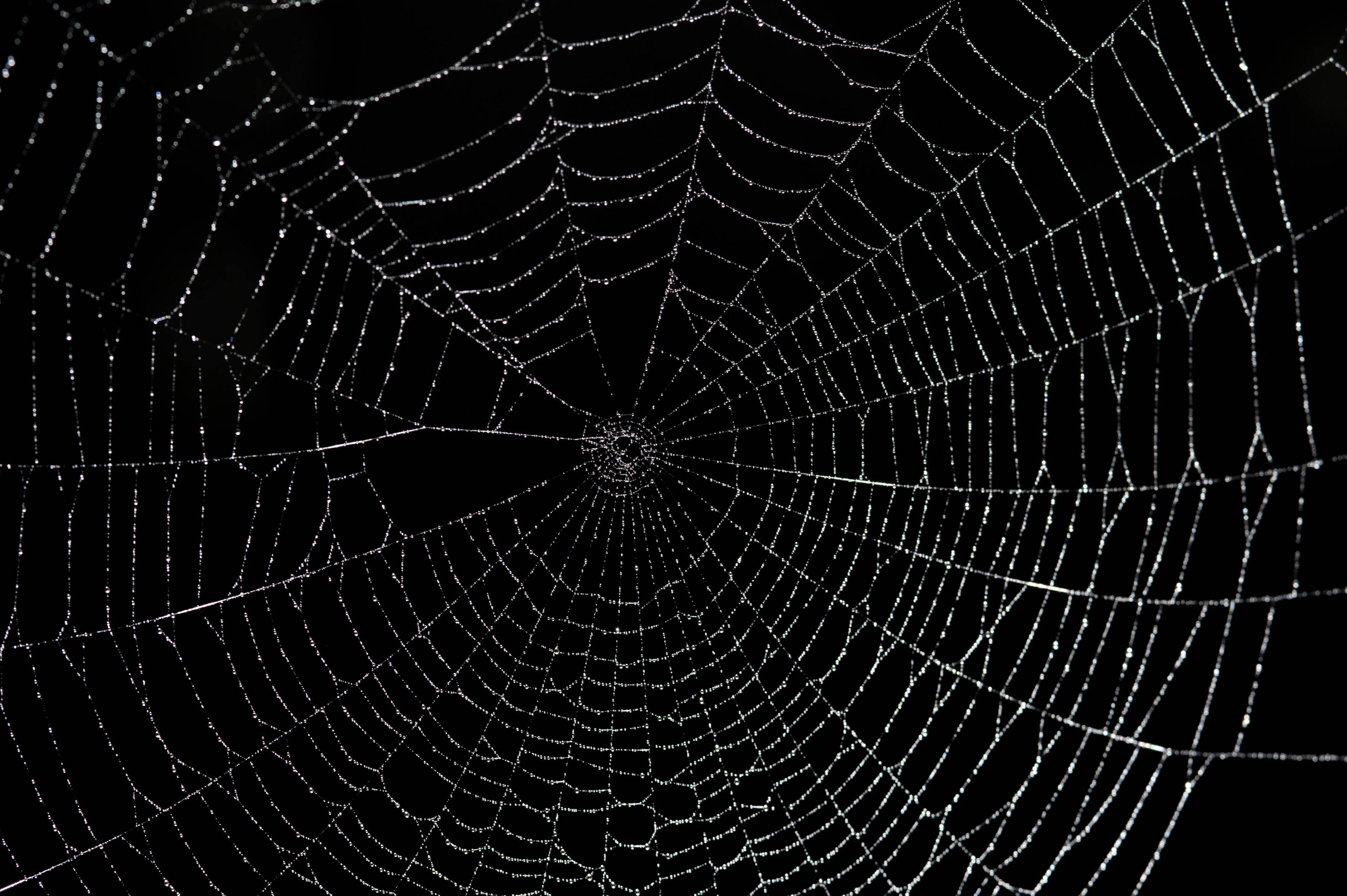 3200x2129 Spiderweb Wallpapers Top Free Spiderweb Backgrounds