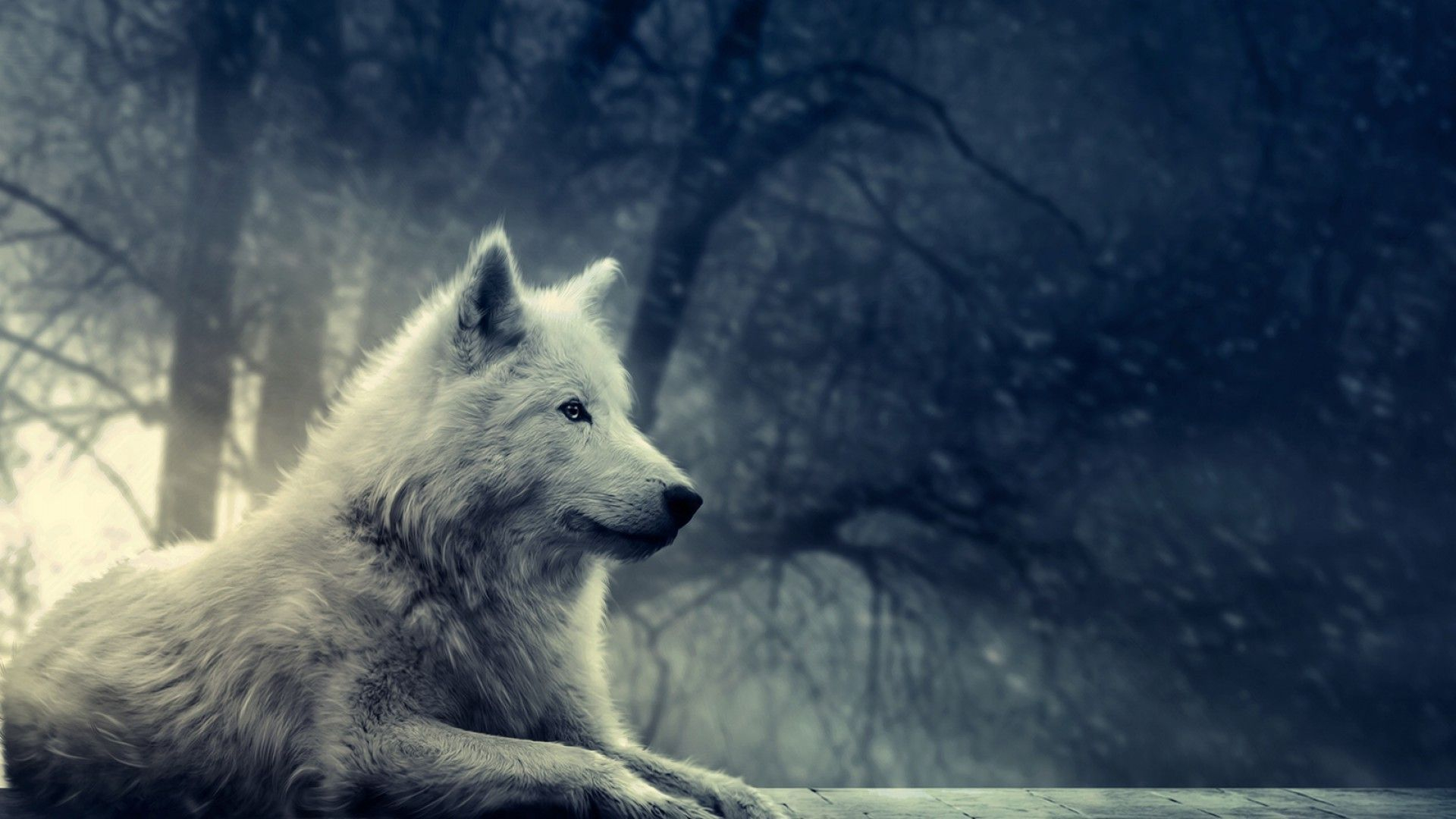 1920x1080 White Wolves Wallpapers Top Free White Wolves Backgrounds