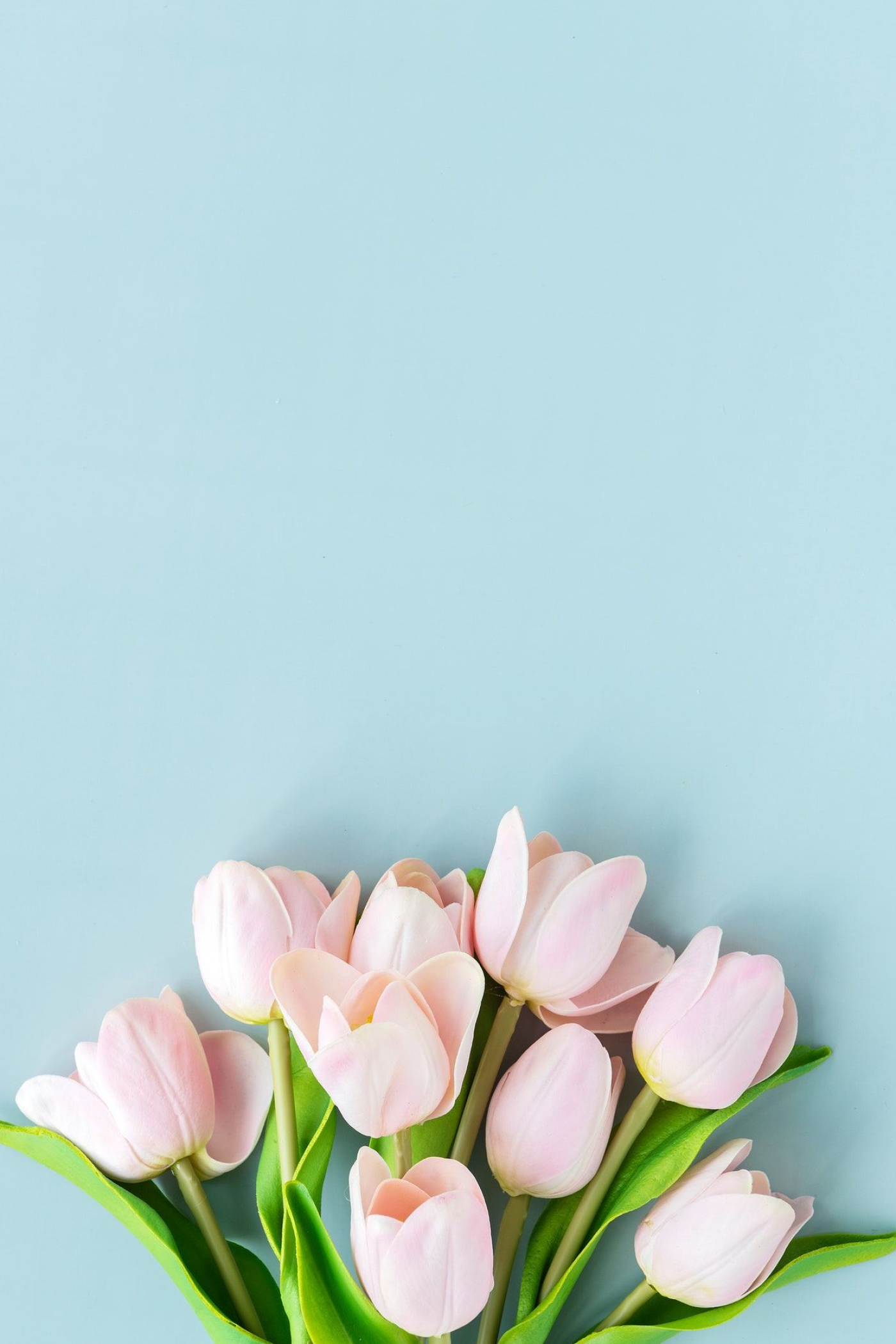 1400x2100 Pink tulip on blank blue background template | premium image by / Ake | Pink flowers background, Spring wallpaper, Flower background wallpaper