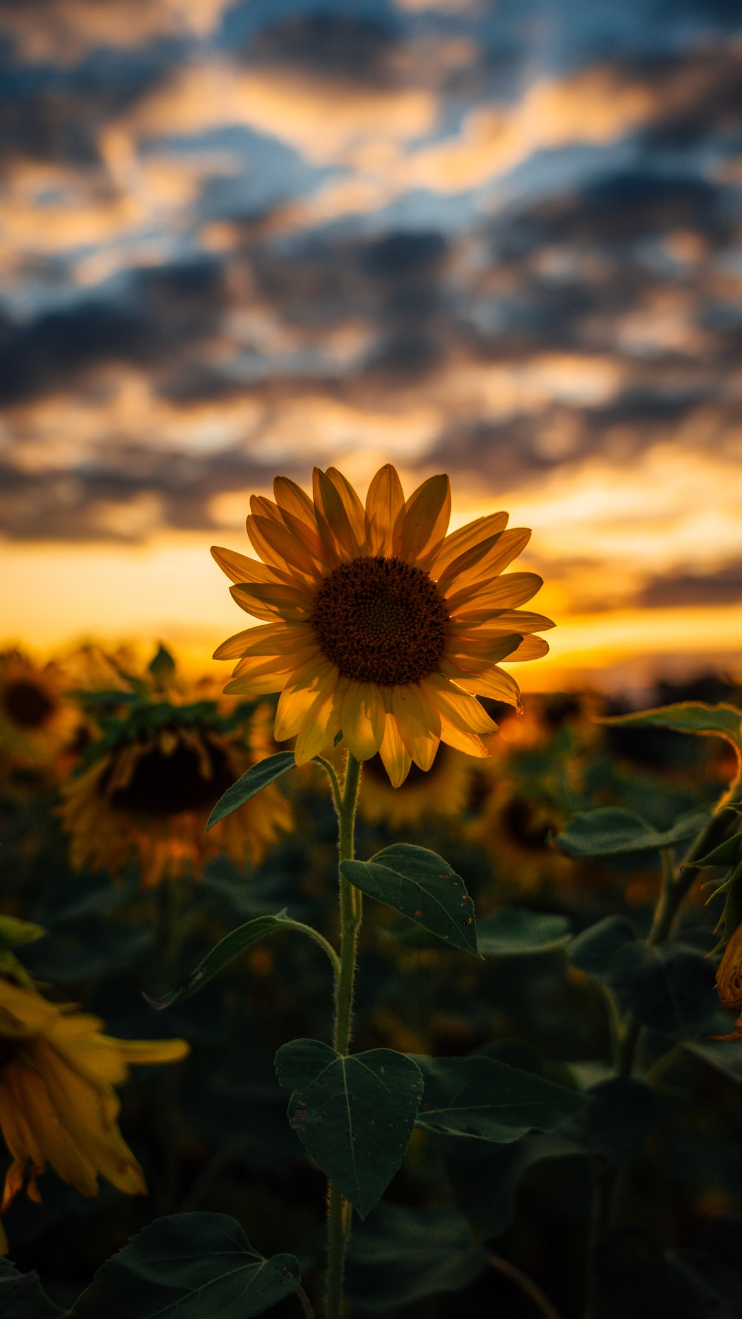 1080x1920 Sunflowers Wallpaper