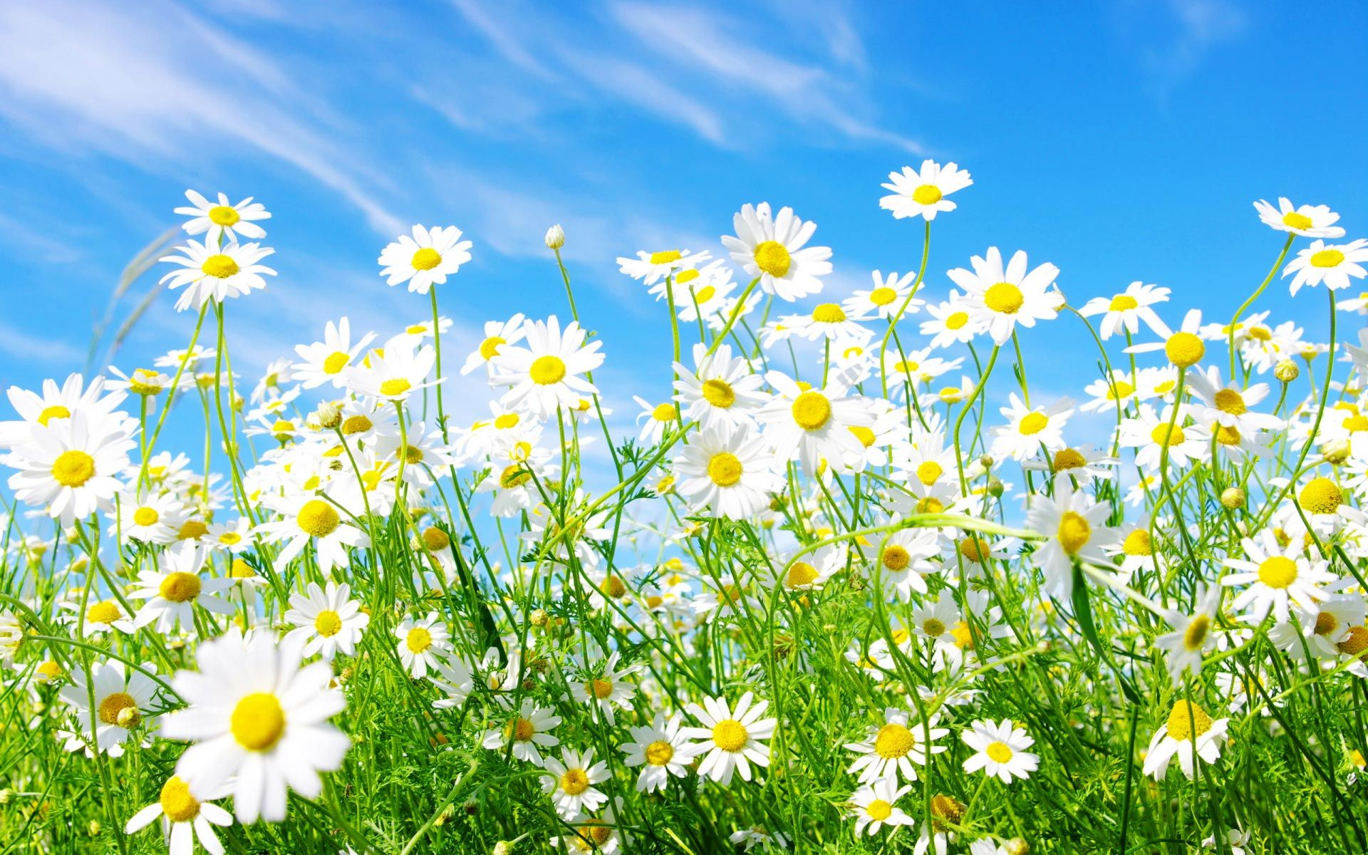 1920x1200 Colorful Daisies Wallpapers