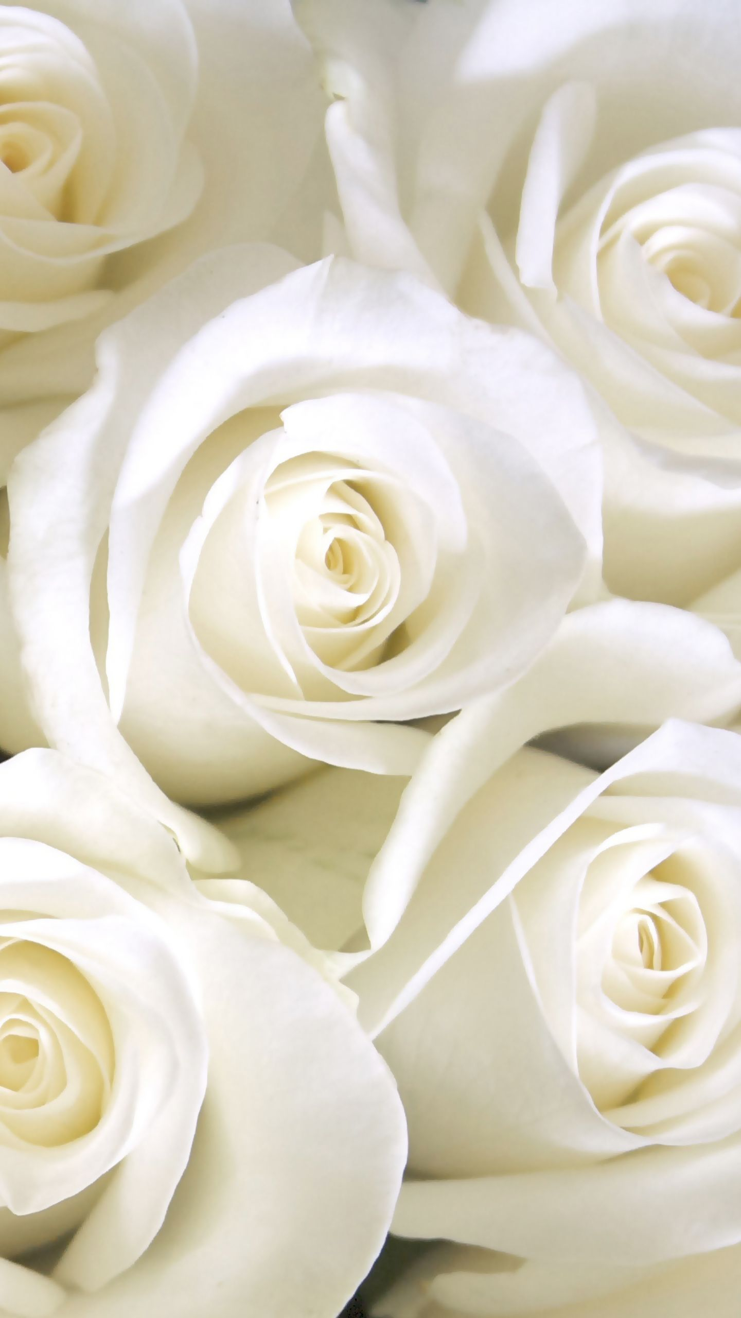 1440x2560 White Rose Aesthetic Wallpapers Top Free White Rose Aesthetic Backgrounds