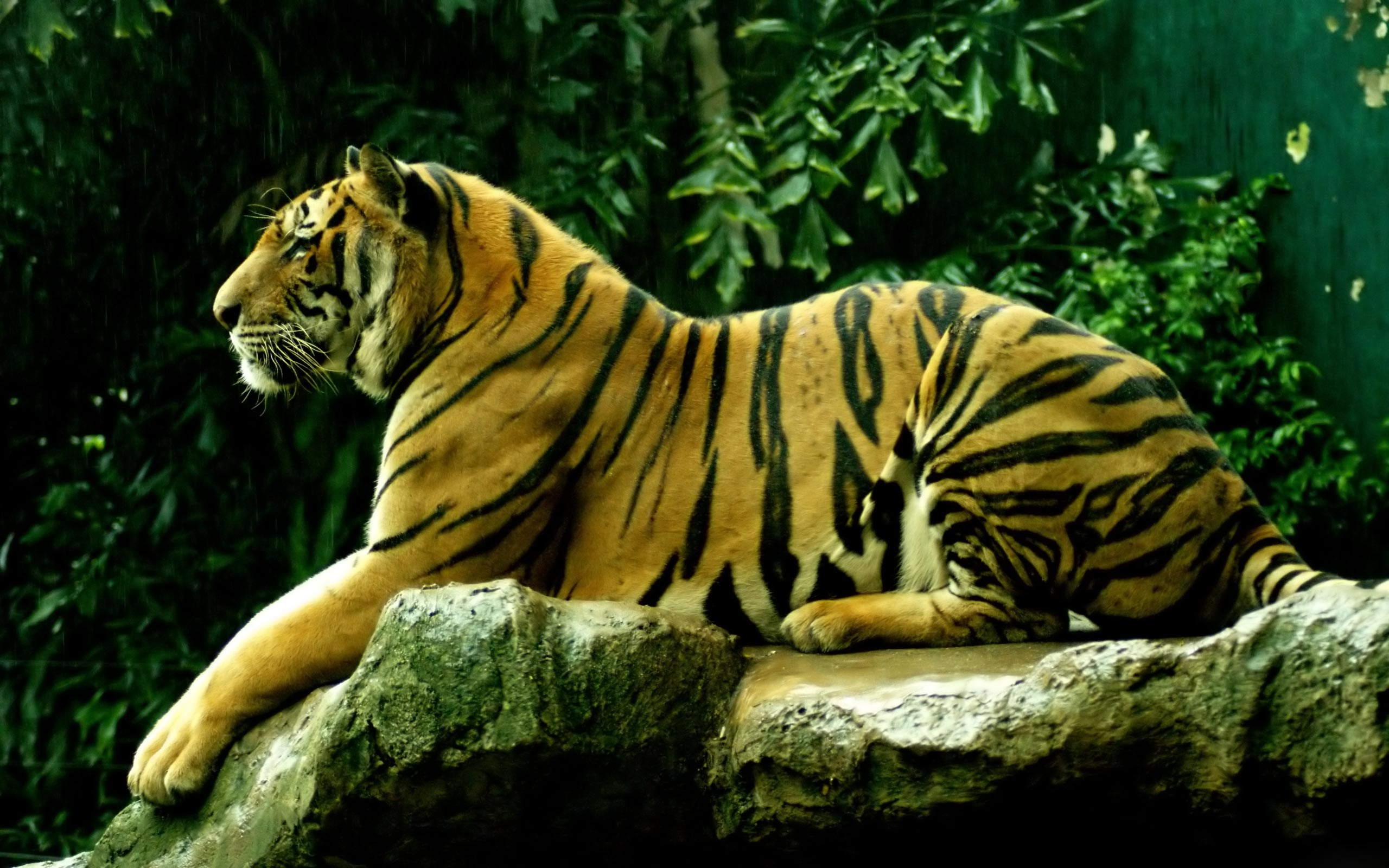 2560x1600 10+ Siberian Tiger HD Wallpapers and Backgrounds