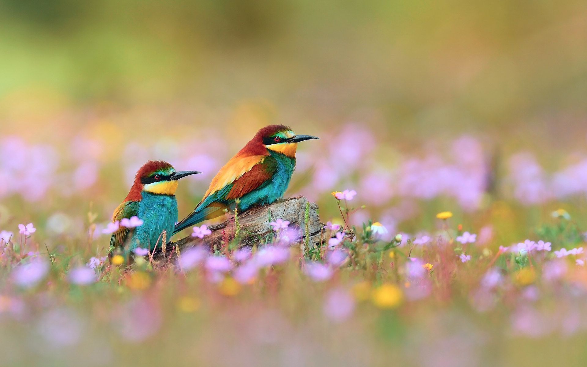 1920x1200 Spring Flowers and Birds Wallpapers Top Free Spring Flowers and Birds Backgrounds