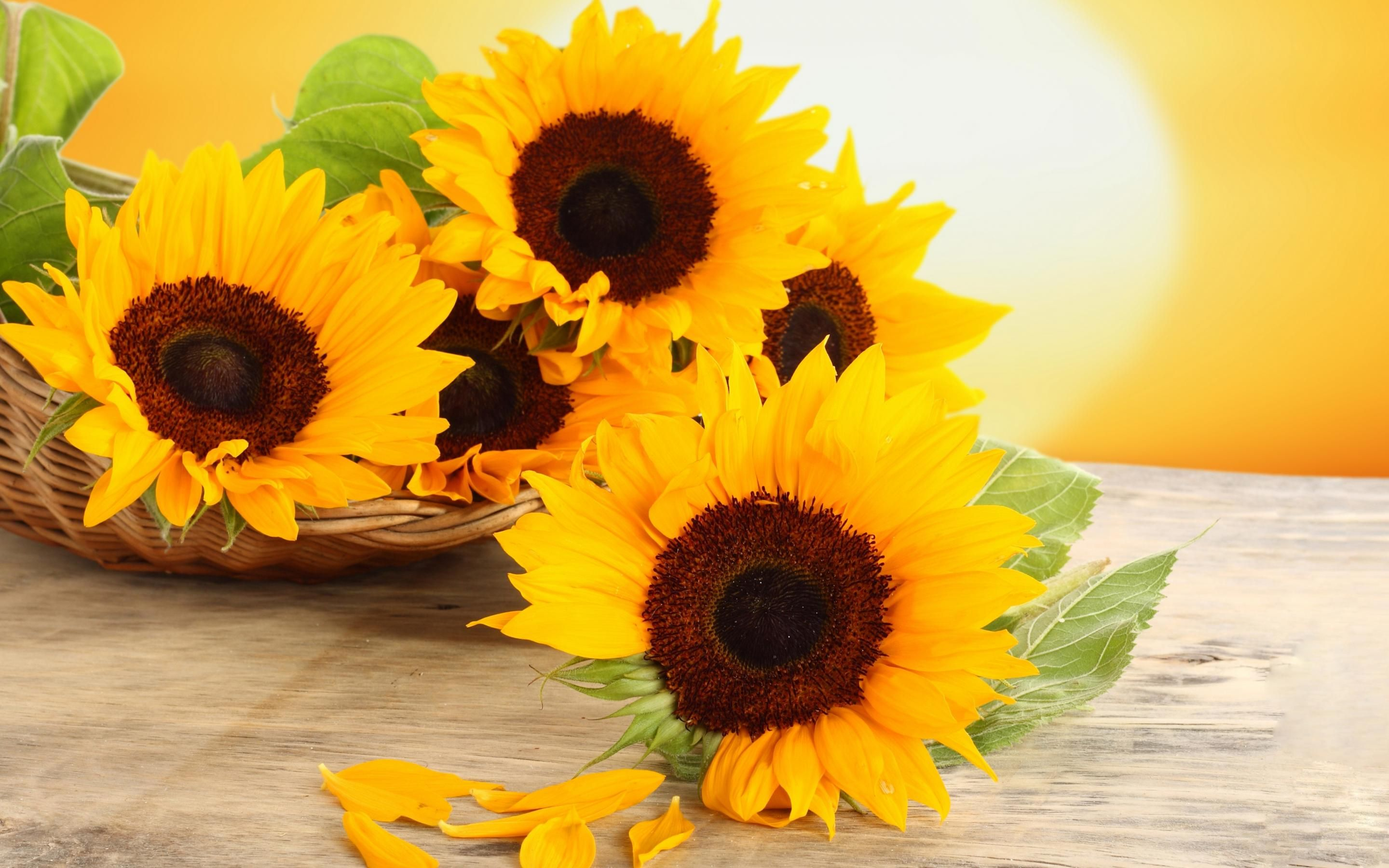 2880x1800 Flowers Wallpaper: Sunflowers | Sunflower images, Sunflower wallpaper, Sunflowers background
