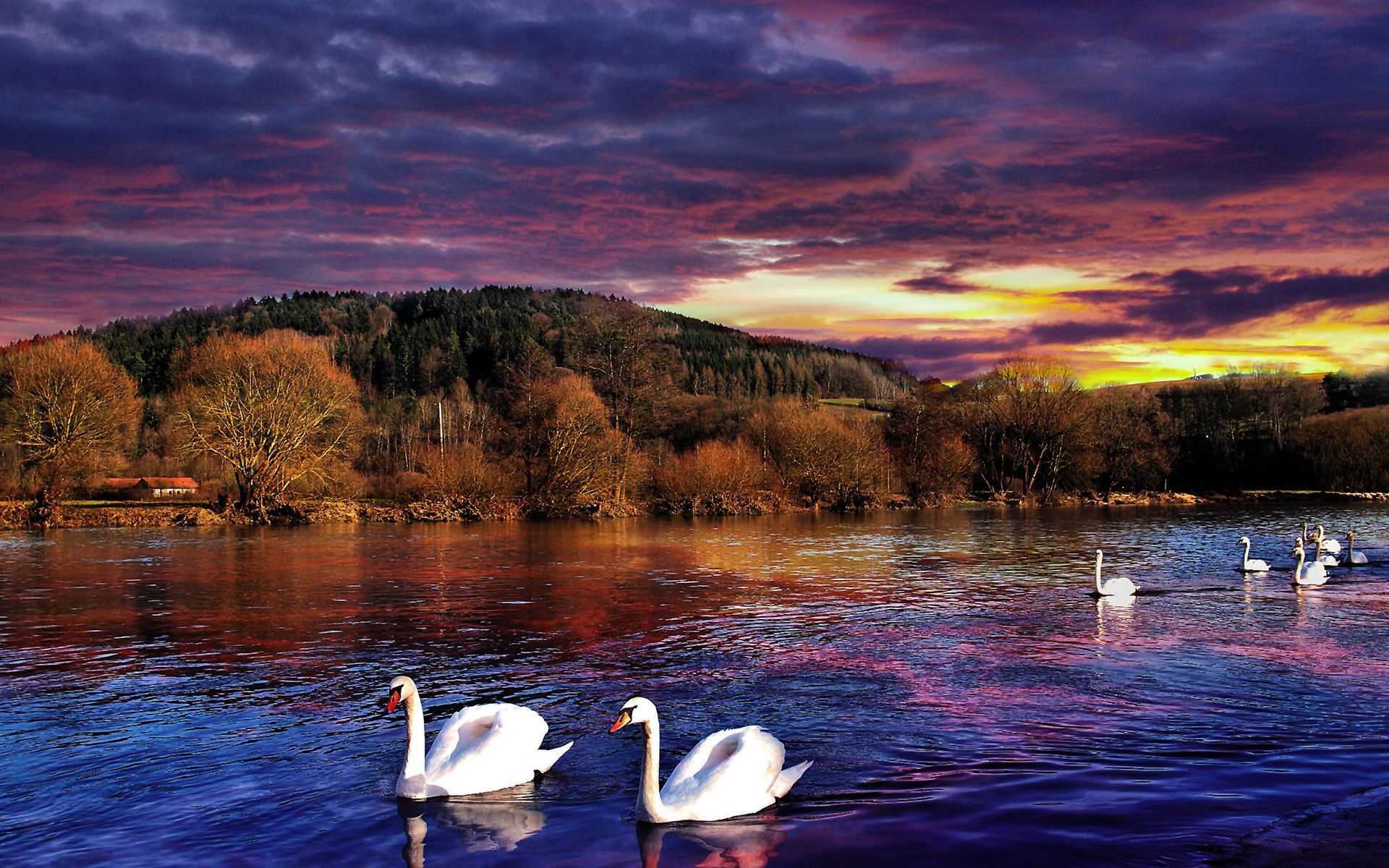 1920x1200 Sunset Swans Wallpapers