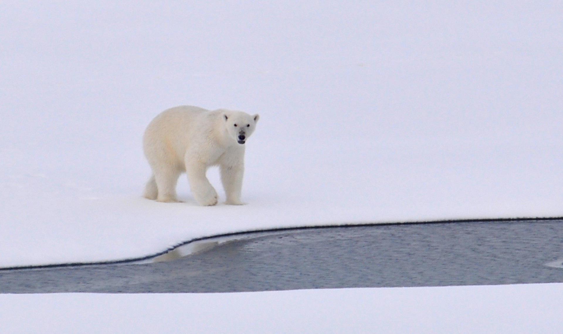 1920x1142 Polar Bear Photos, Download Free Polar Bear Stock Photos \u0026 HD Images