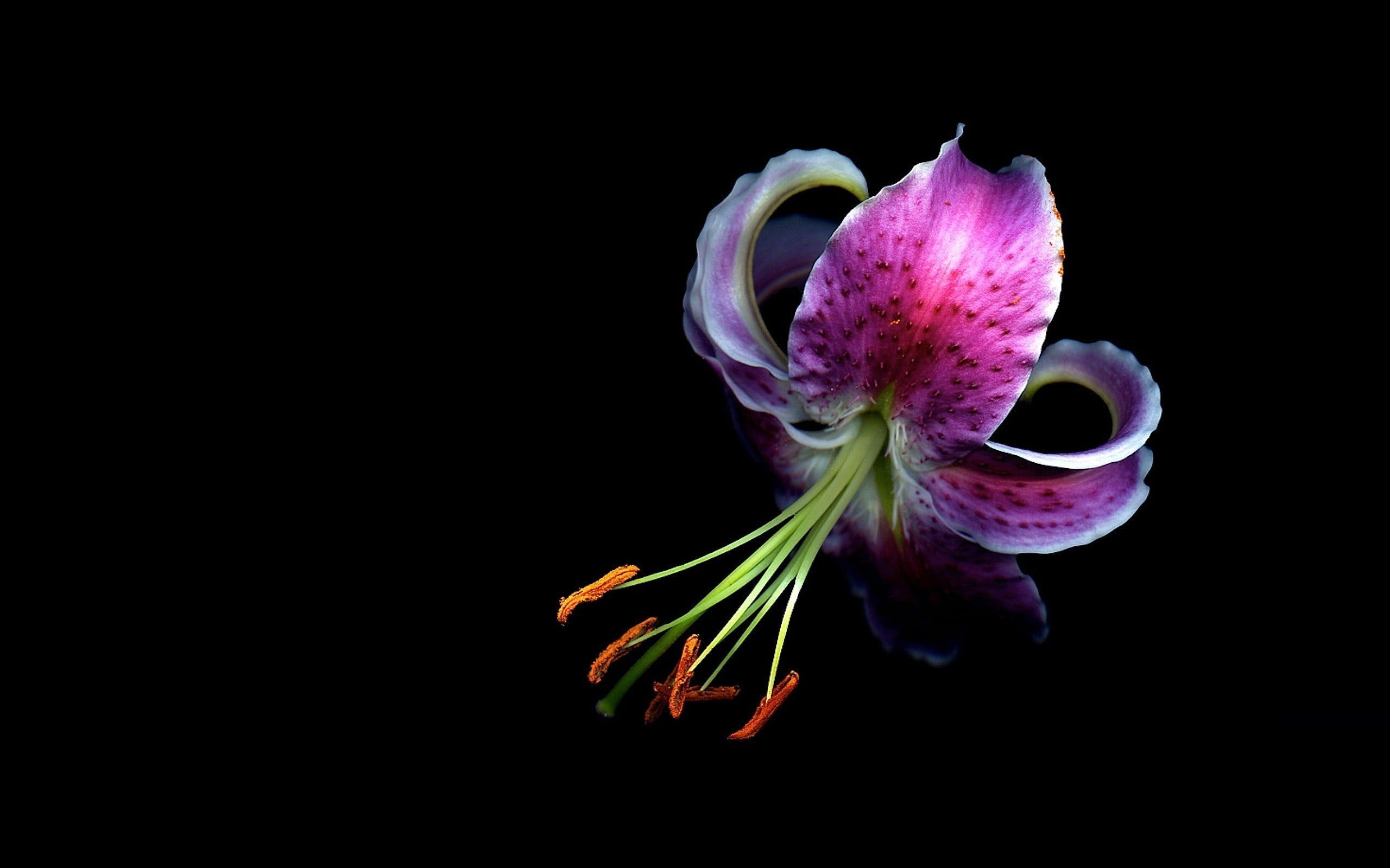 2560x1600 Pink stargazer lily flower, orchids, macro, flowers HD wallpaper | Wallpaper Flare