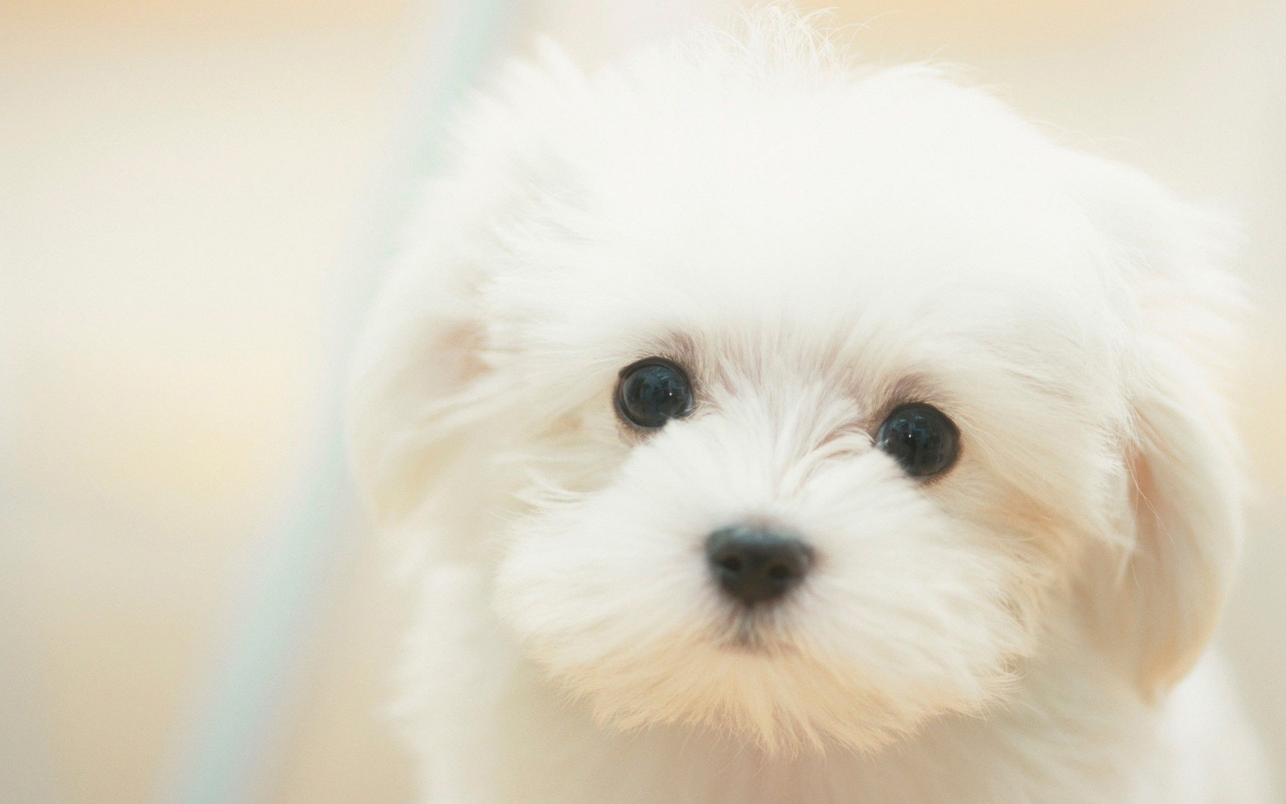 2560x1600 White Puppy Wallpapers