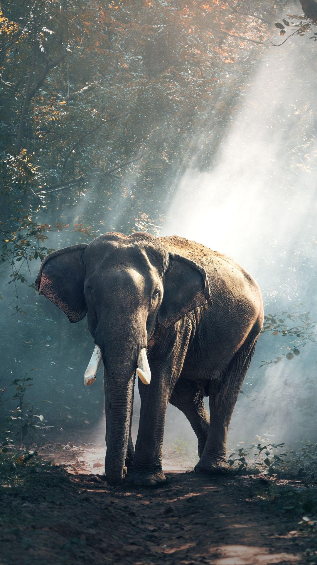 1080x1920 Indian Elephant Wallpapers