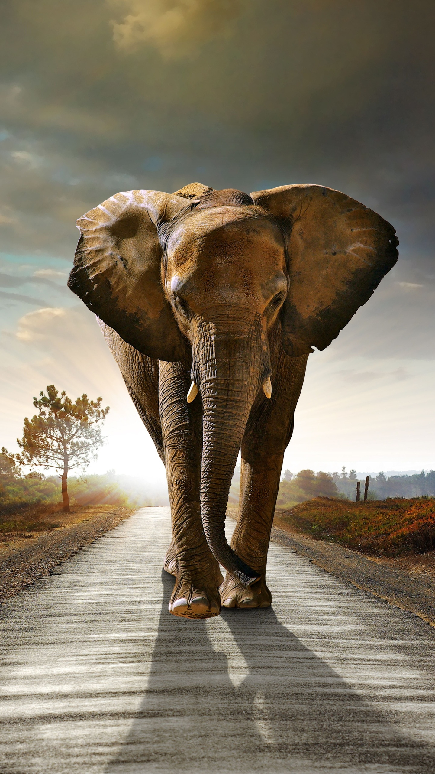 1440x2560 Elephant Walking On The Road Hdr 8k Samsung Galaxy S6,S7 ,Google Pixel XL ,Nexus 6,6P ,LG G5 HD 4k Wallpapers, Images, Backgrounds, Photos and Pictures