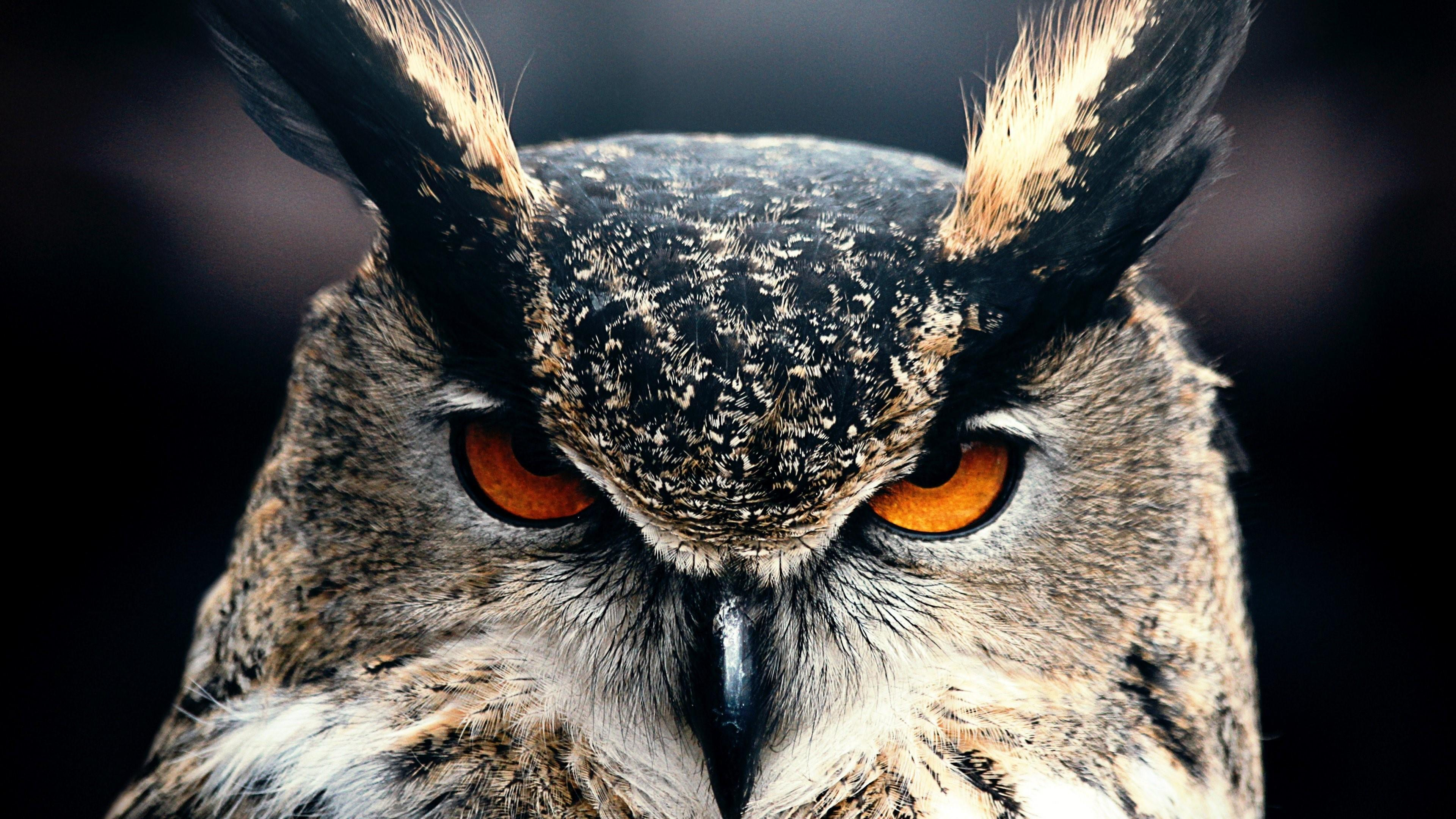 3840x2160 Great Horned Owl Wallpapers Top Free Great Horned Owl Backgrounds