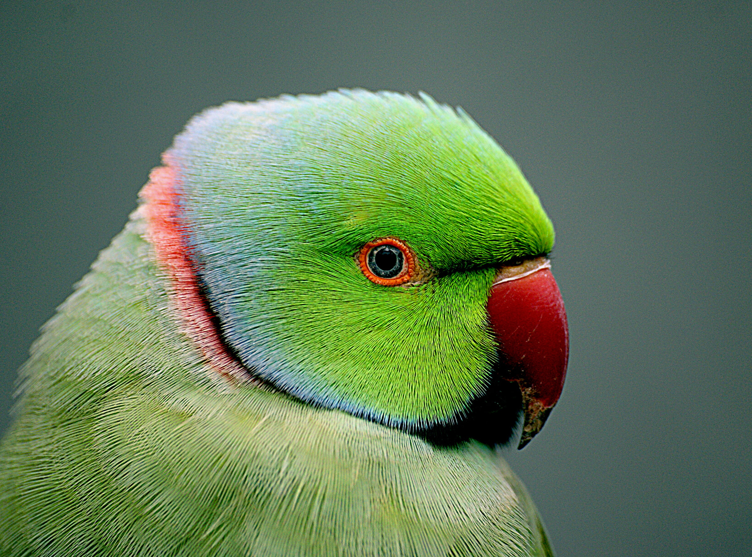 2400x1779 Green and red beaked parrot, psittacula, indian HD wallpaper | Wallpaper Flare