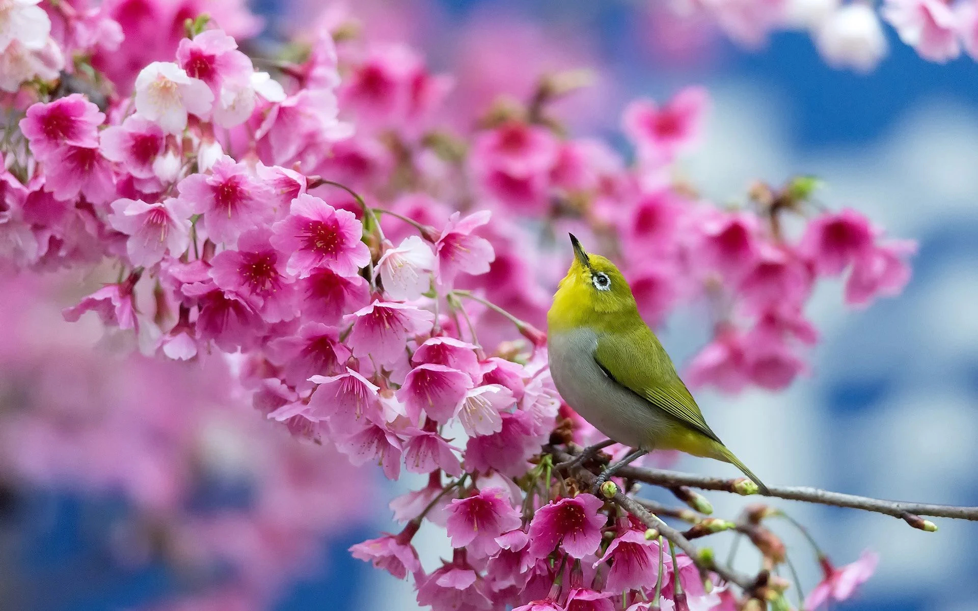 1920x1200 Most Beautiful Spring Wallpapers Top Free Most Beautiful Spring Backgrounds