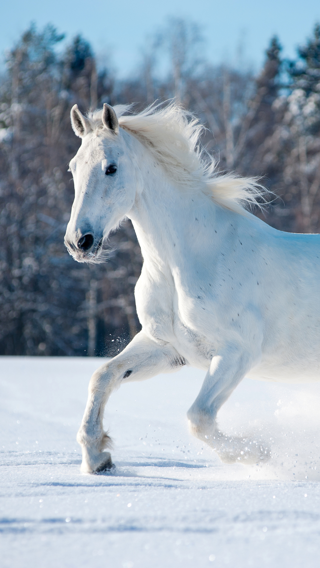 1080x1920 A white horse running through the snow Mobile Abyss
