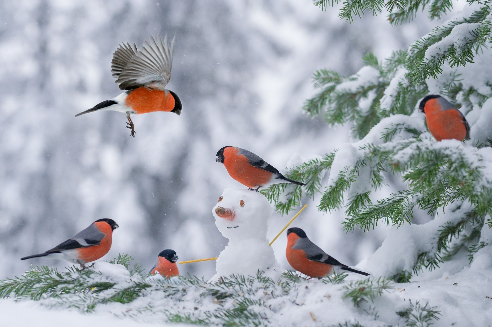 2048x1363 Winter Bird Wallpapers Top Free Winter Bird Backgrounds