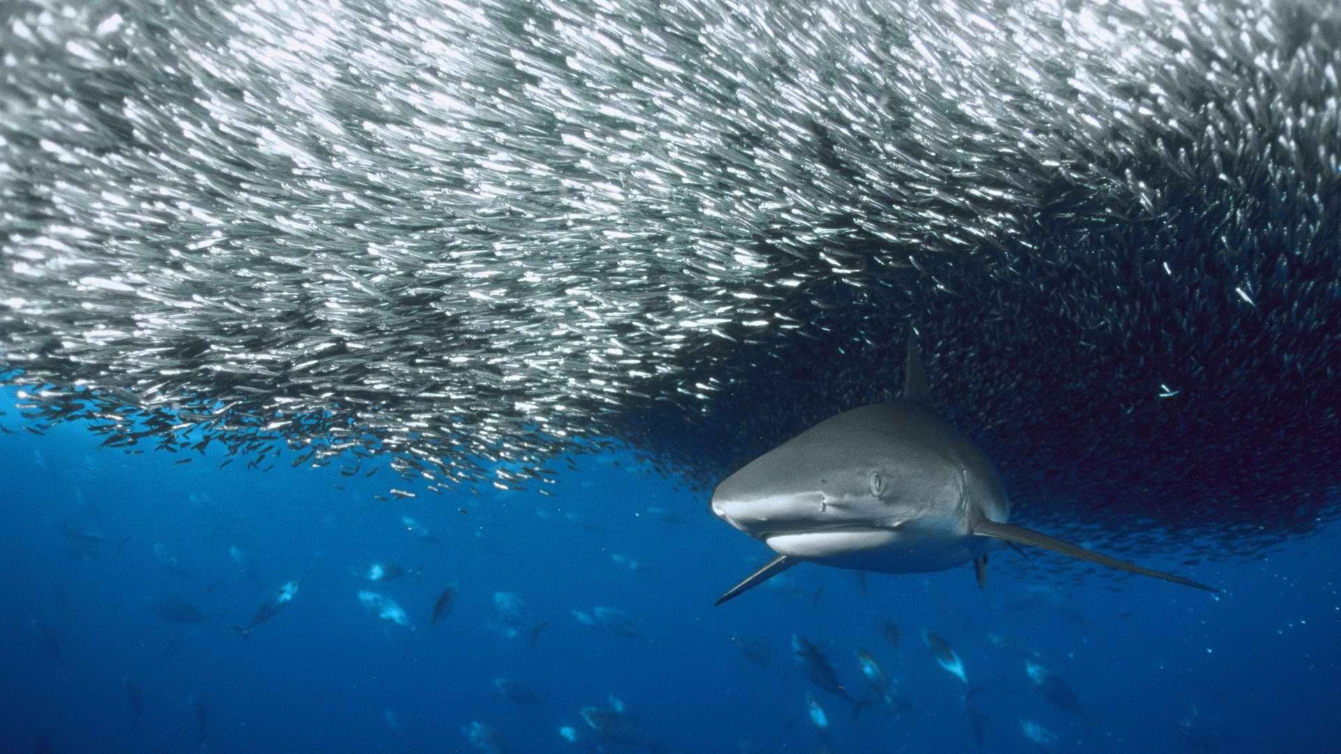 1920x1080 200+ Shark HD Wallpapers and Backgrounds