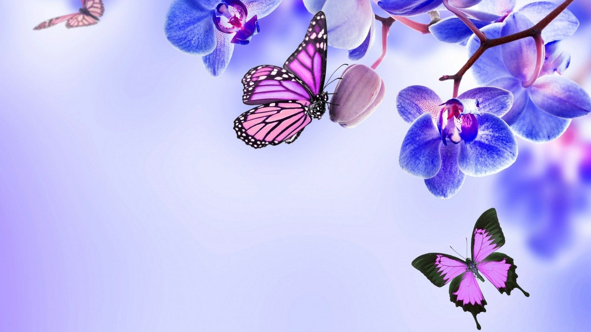 1920x1080 Purple Butterfly Desktop Wallpapers Top Free Purple Butterfly Desktop Backgrounds