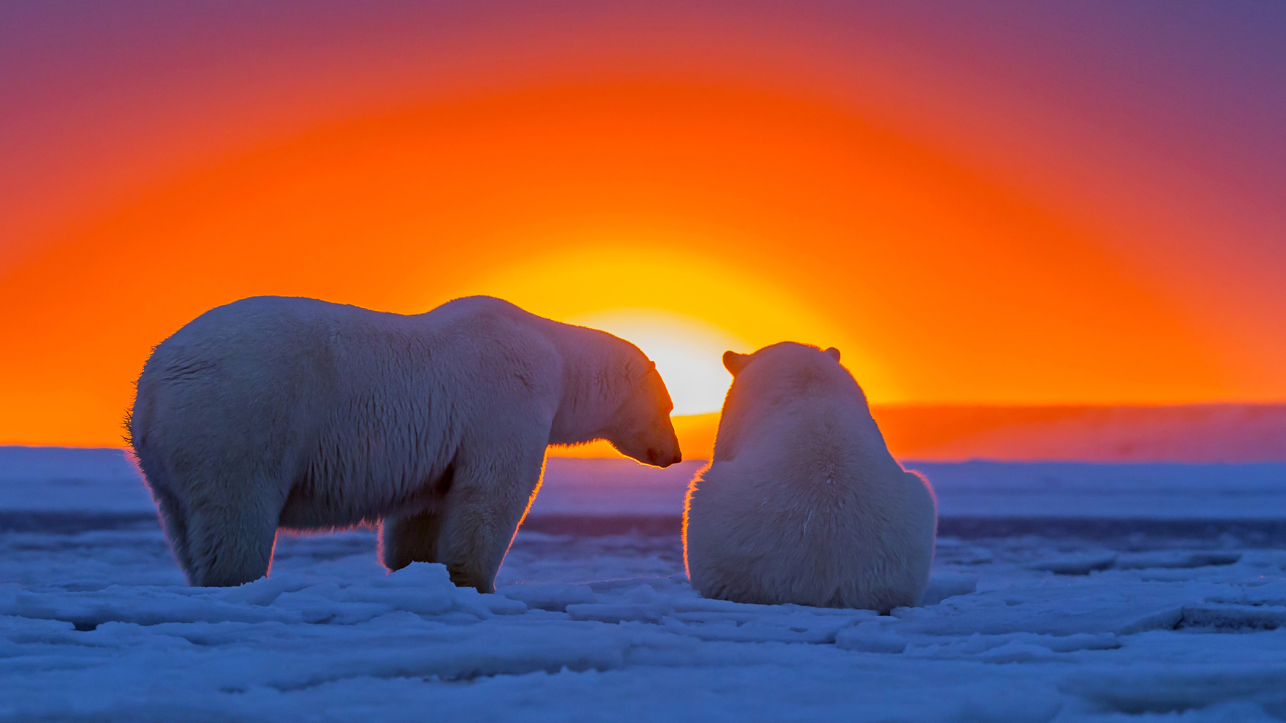 2560x1440 560+ Polar Bear HD Wallpapers and Backgrounds