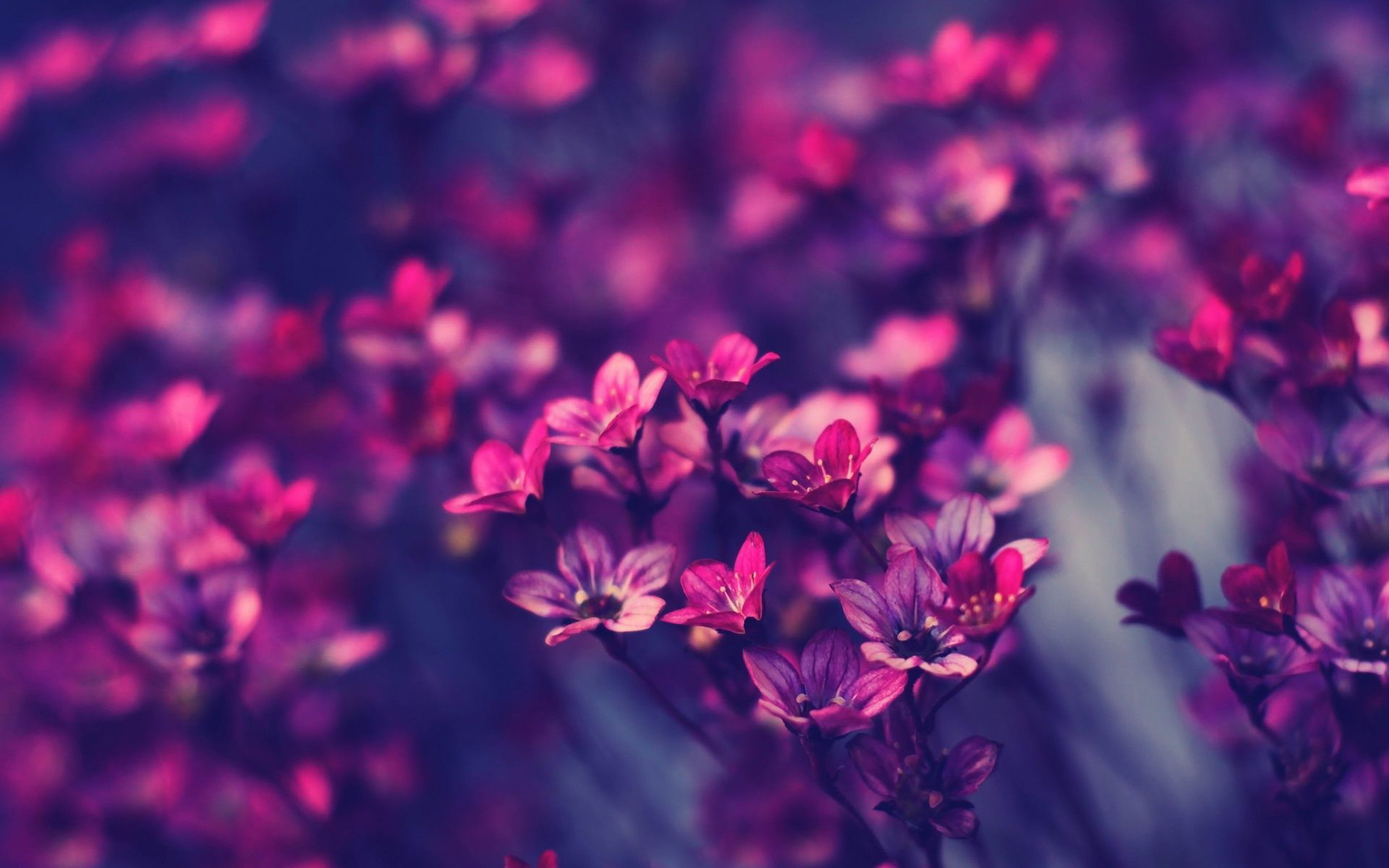 1920x1200 Pink and Purple Flower Wallpapers Top Free Pink and Purple Flower Backgrounds