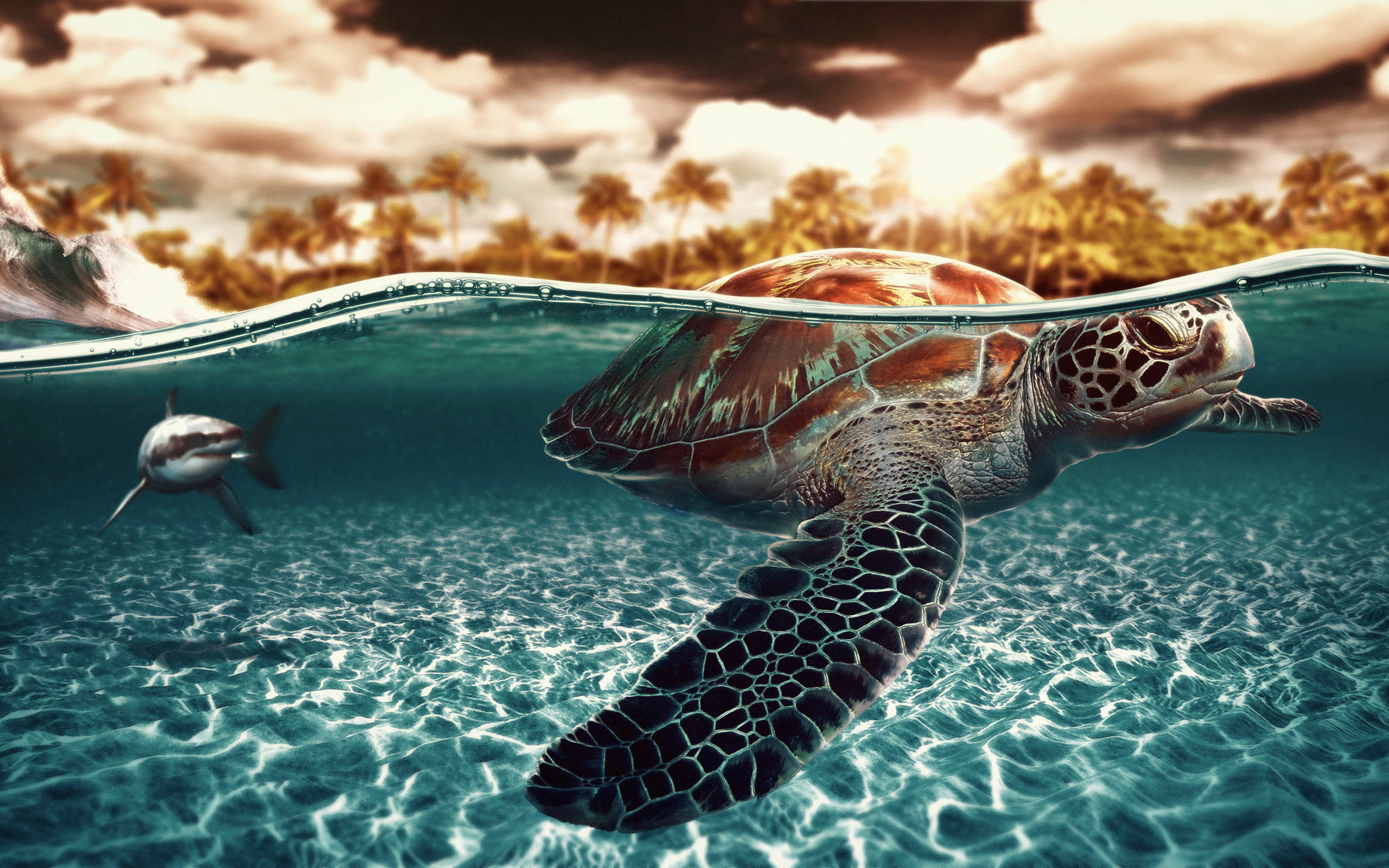 2560x1600 sea, Turtle Wallpapers HD / Desktop and Mobile Backgrounds