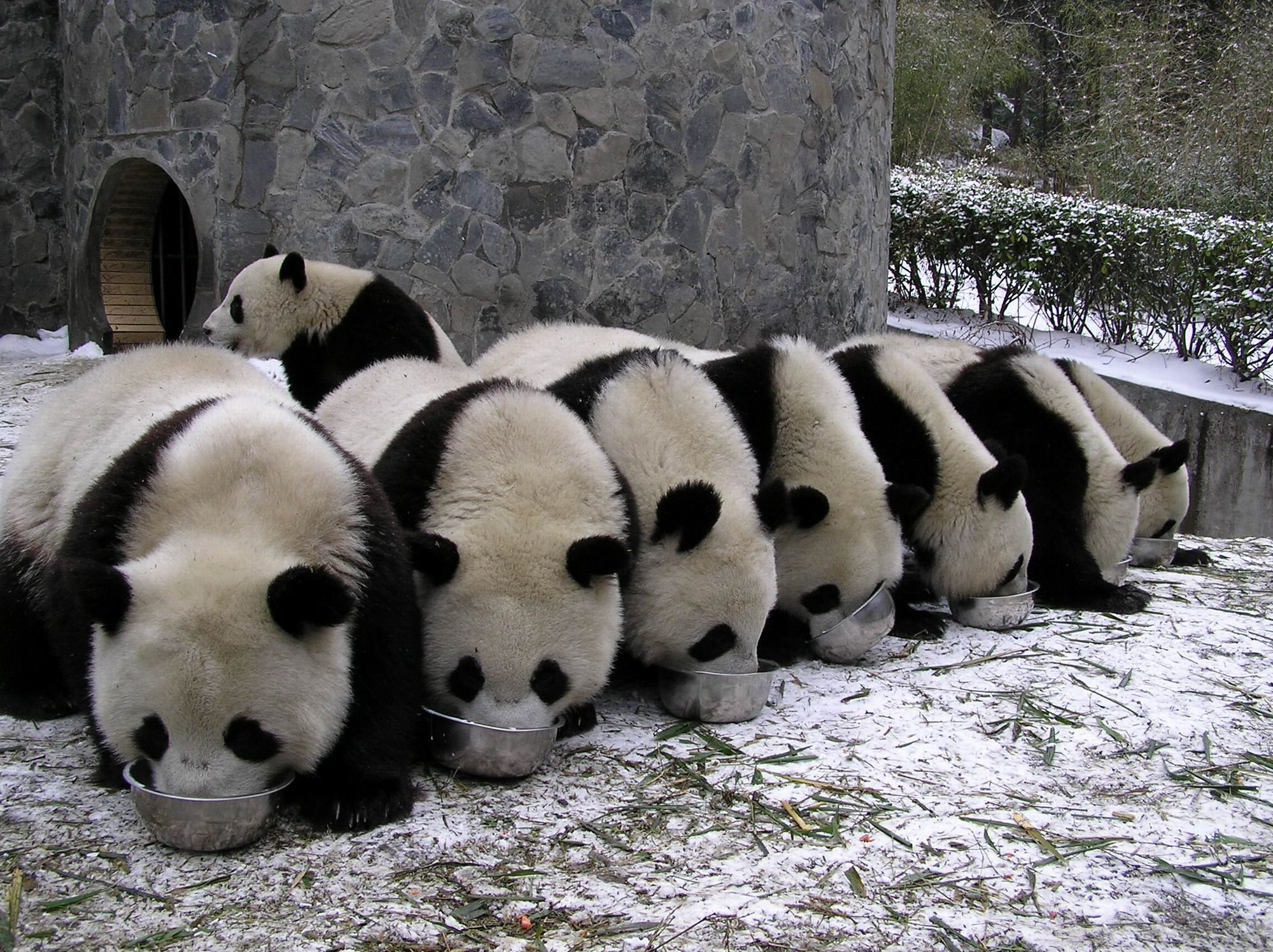 2000x1496 panda, Pandas, Baer, Bears, Baby, Cute, 32 Wallpapers HD / Desktop and Mobile Backgrounds