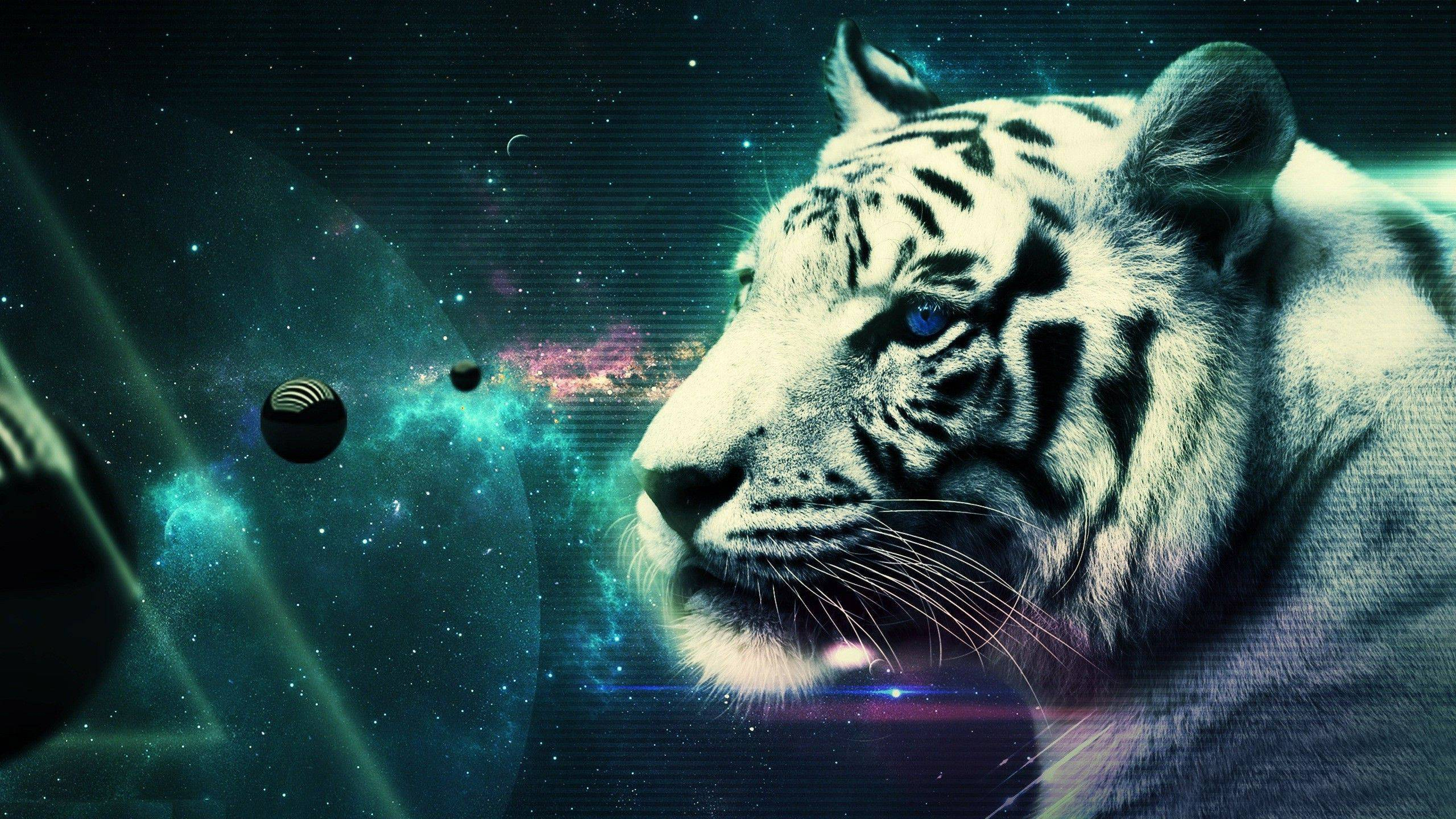 2560x1440 Cool Tiger Wallpapers Top Free Cool Tiger Backgrounds