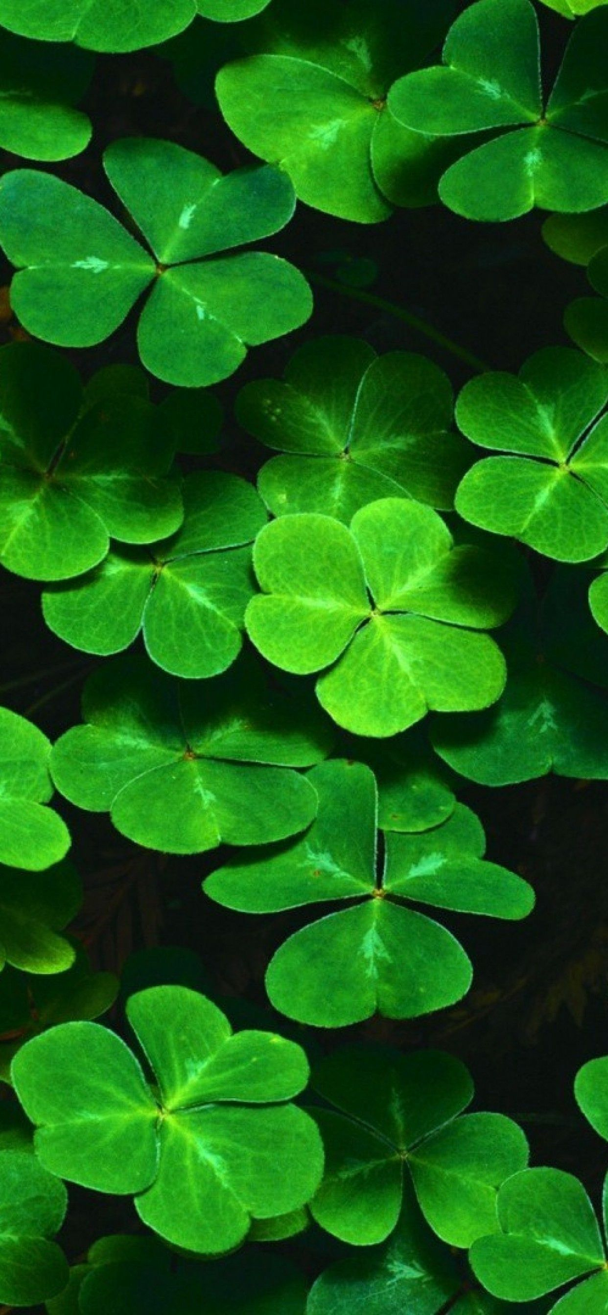 1242x2688 Shamrock iPhone Wallpapers Top Free Shamrock iPhone Backgrounds