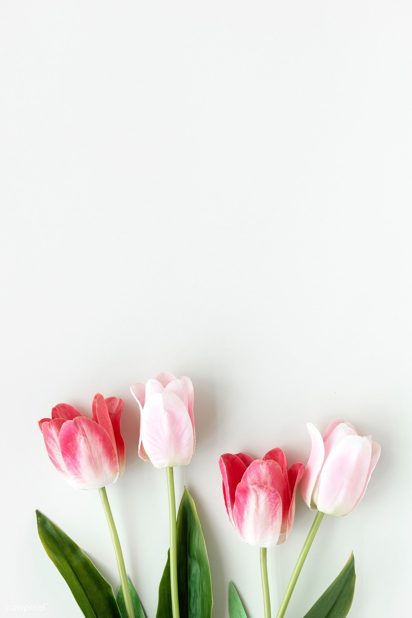 1400x2100 Download premium image of Pink tulips on blank white background template by Ake about tulip, plant flat lay, blank page flower, flat lay, and blossom flatlay 1204253